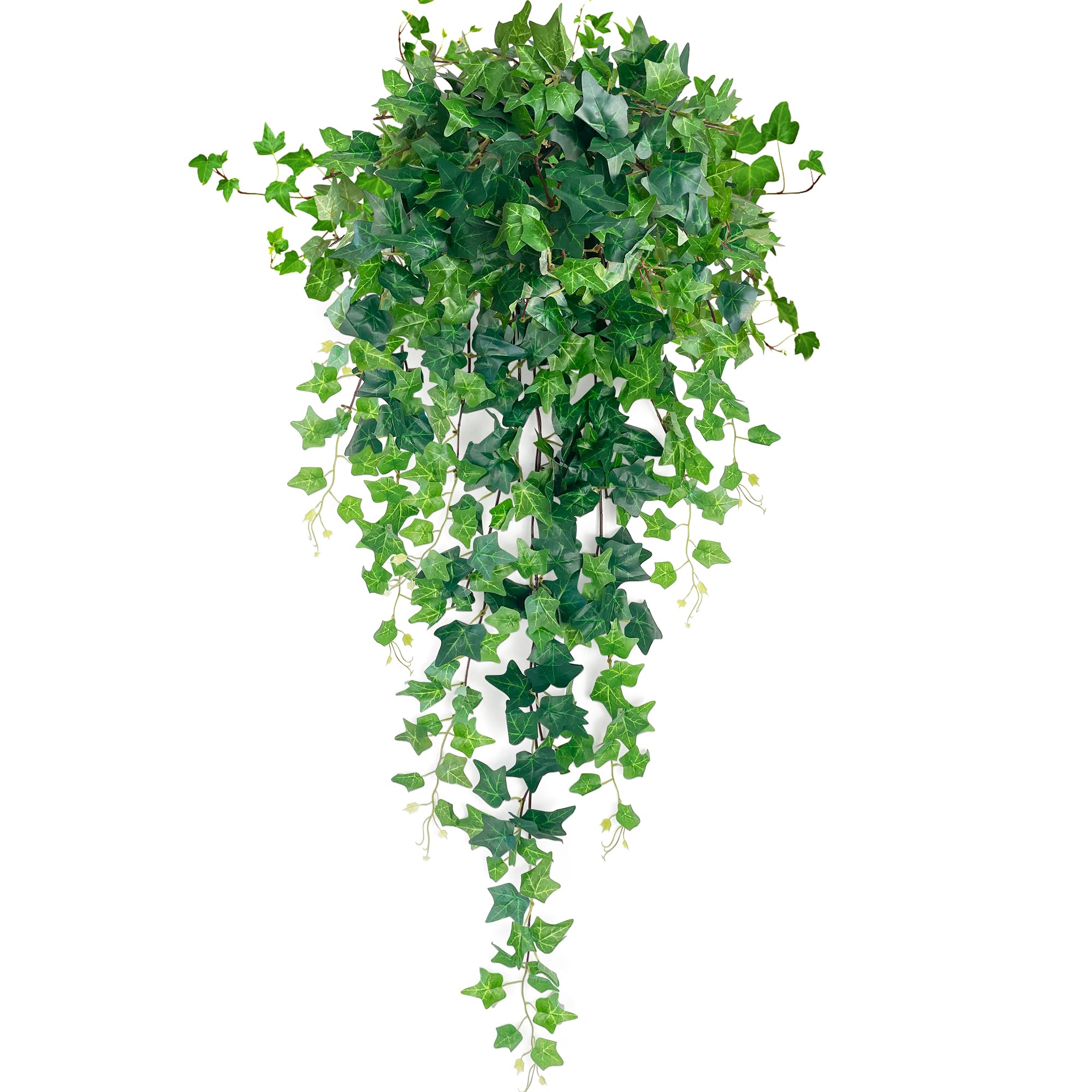 ficus bonsai pflege Tipps zur Pflege deiner Pflanze : Ficus microcarpa ginseng –  PflanzenFuerAlle main image 1