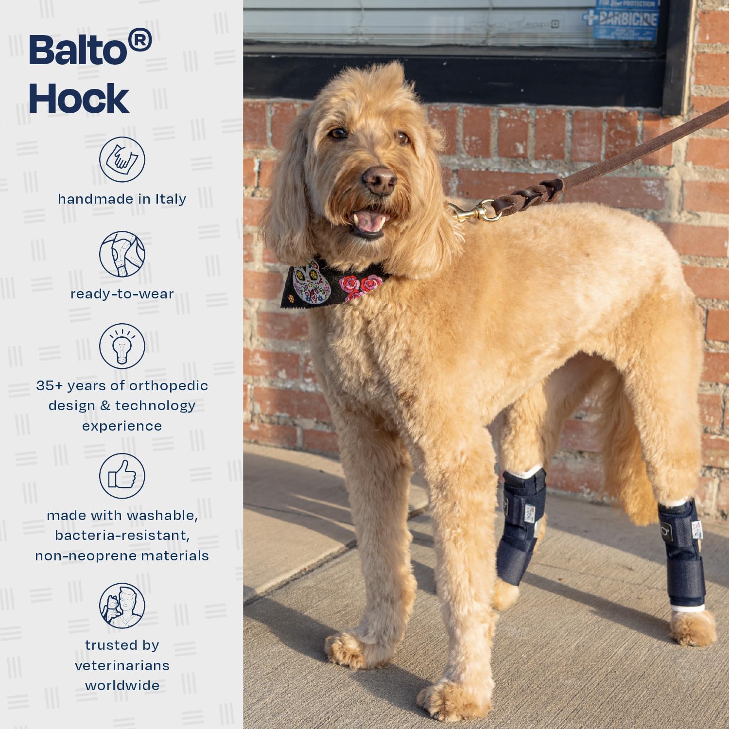 Aparato ortopédico convalecente para perro, Balto BT HOCK talla L