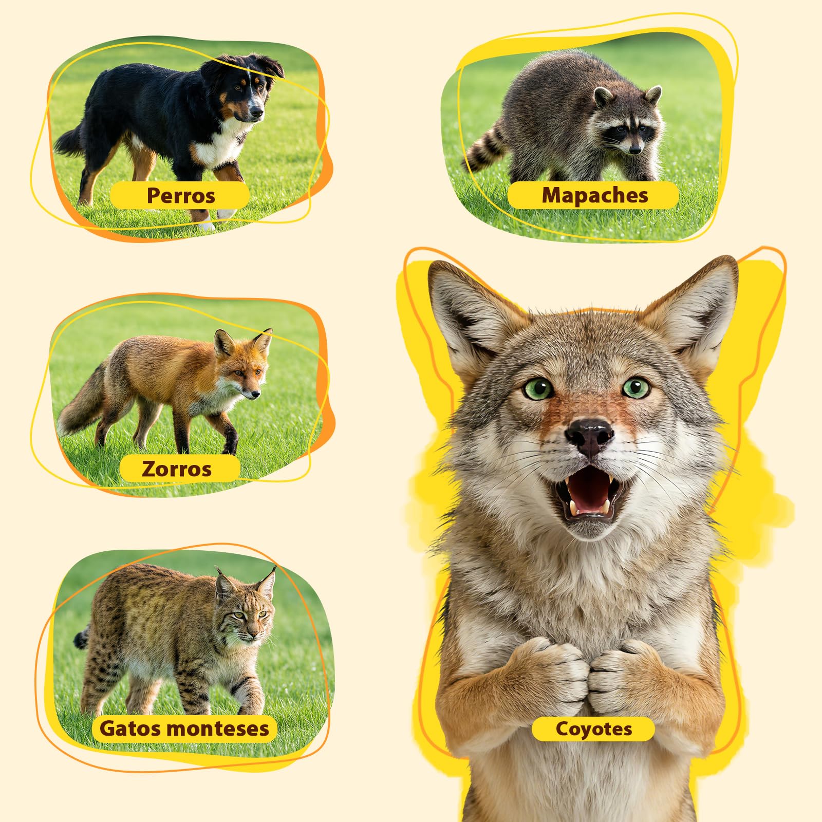 Jaula Plegable Grande para Animales 145×48×54 cm | Jaula plegable para la captura de animales, apta para perros de gran tamaño, zorros, coyotes y linces