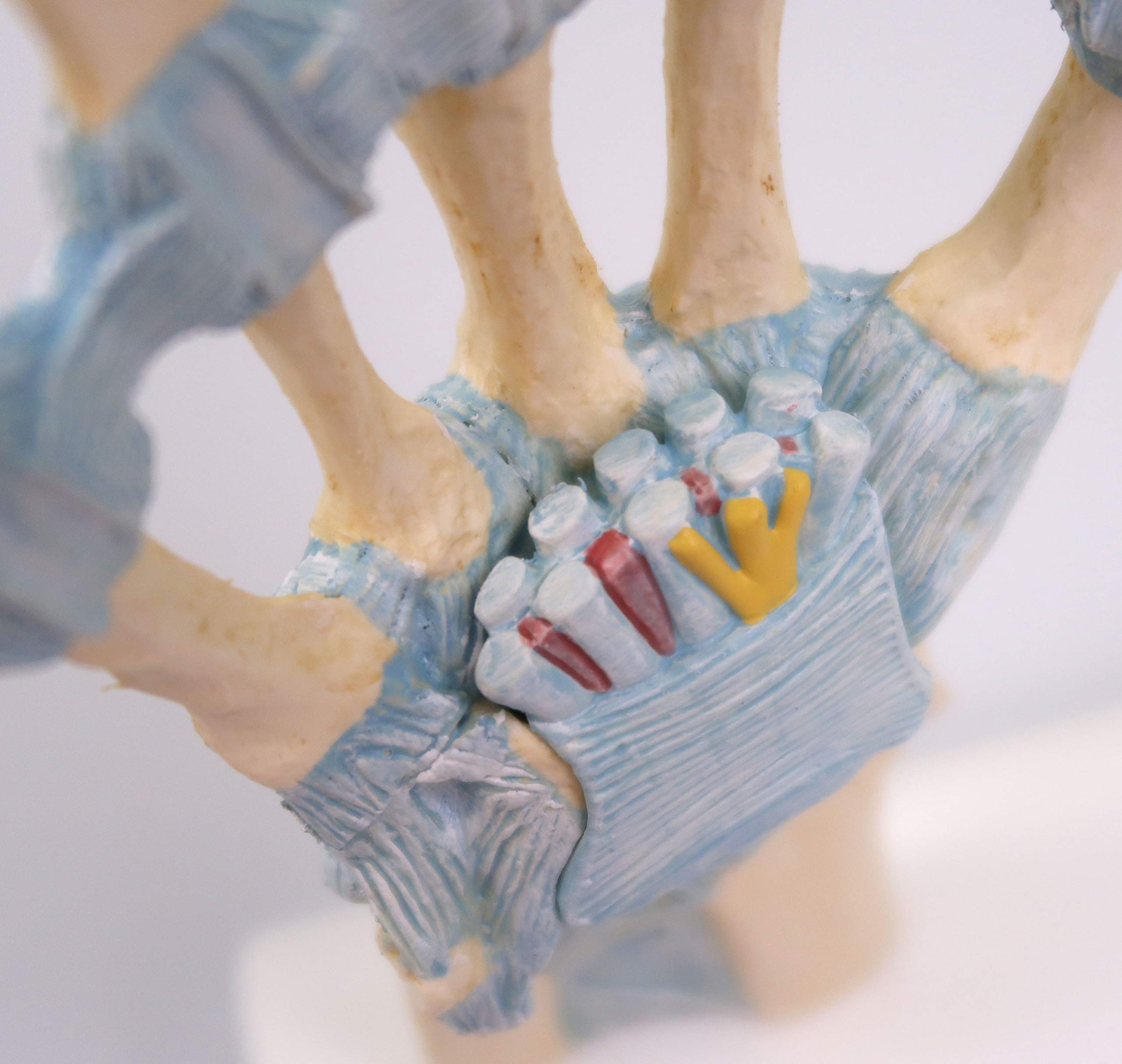 3B Scientific M33 Modelo de anatomía humana Modelo del Esqueleto de la Mano Con Ligamentos y Túnel Carpi + App de anatomía gratuita - 3B Smart Anatomy