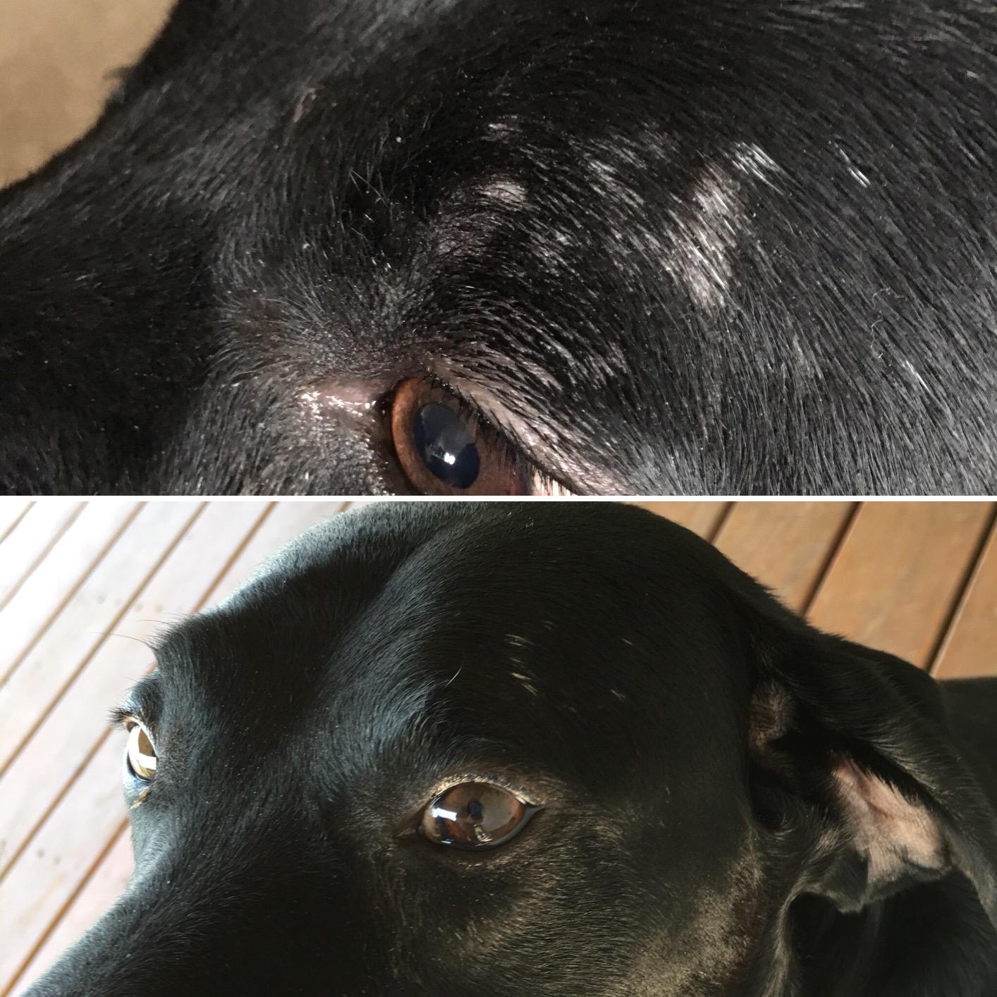 Why Is My Dog Losing Hair Around His Eyes