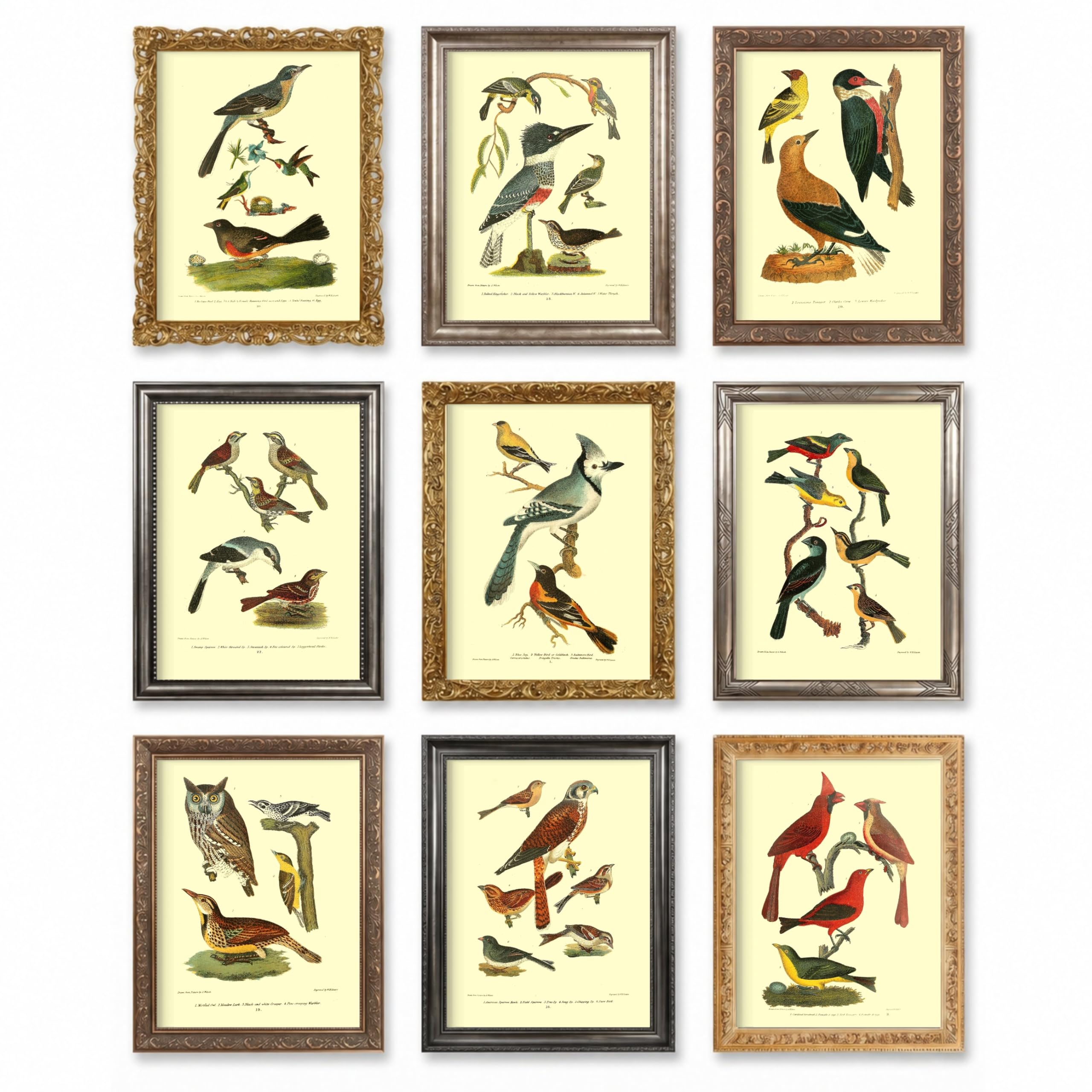 Amazon.com: Vintage Bird Prints by Ink Inc. | American Birds Wall