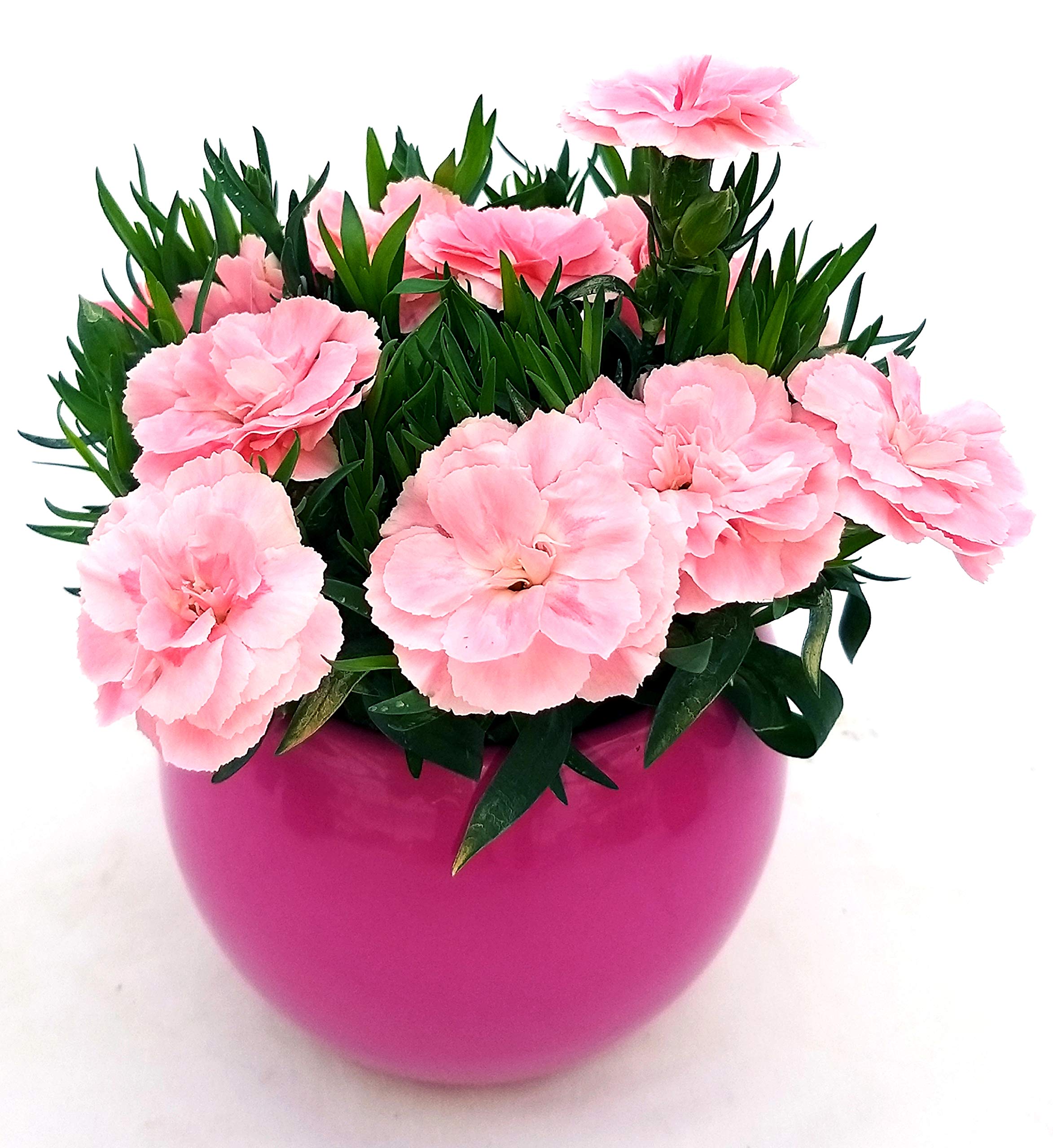 POWERS TO FLOWERS - FUCSIA IN VASO CERAMICA FUCSIA, pianta vera - Powers to flowers - piante e fiori