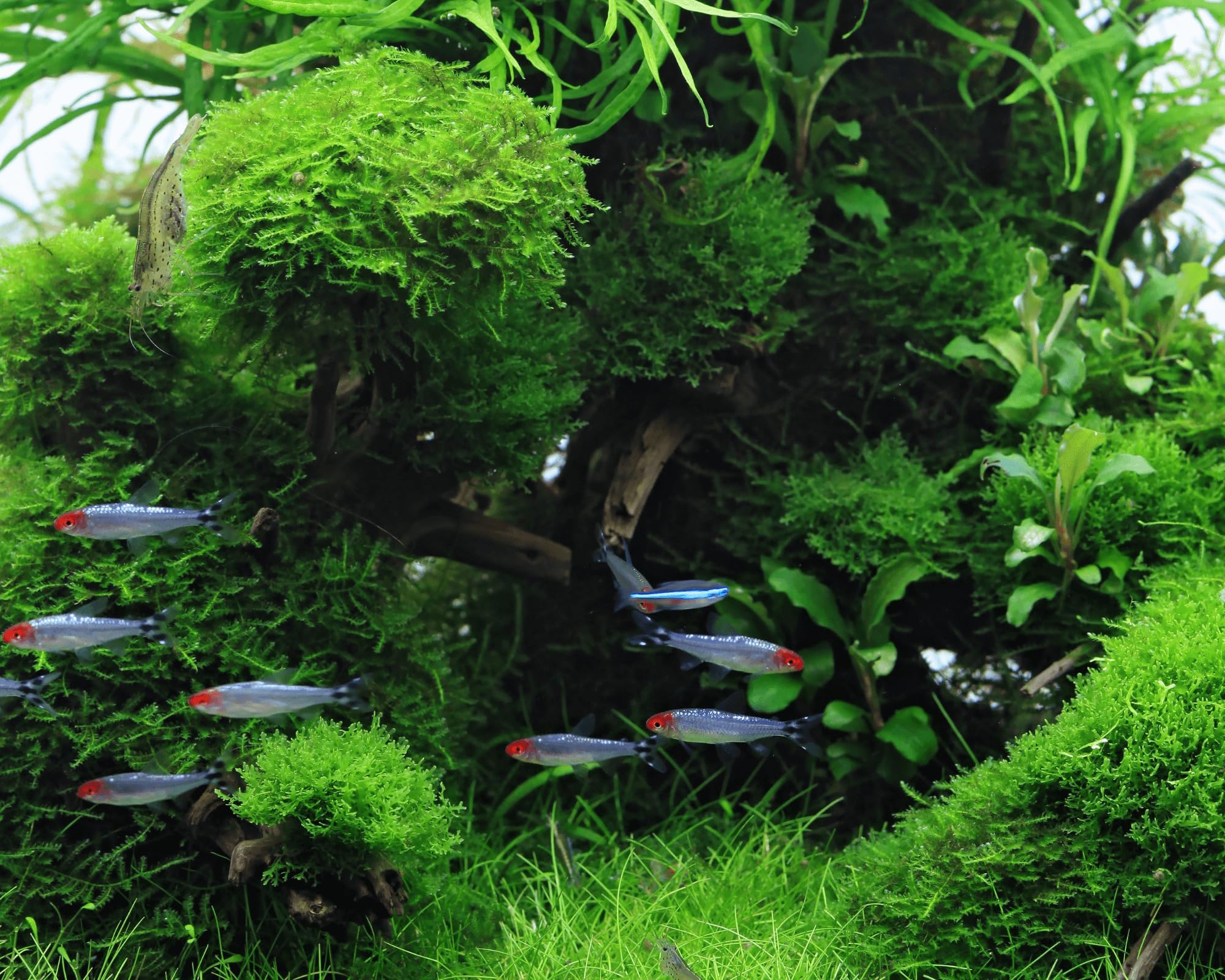 Garnelen Set - 10x Blue Dream Neocaridina davidi + Christmas Moos - Tiefblaue Zwerggarnelen für Aquarium - Pflegeleicht, friedlich & robust - Natürlicher Aufräumtrupp & einfach zu vermehren