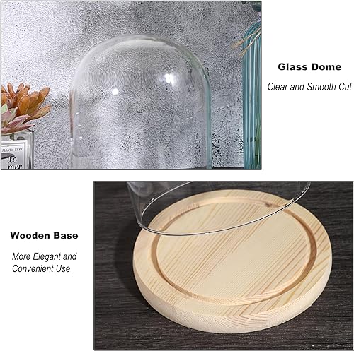 Miniatura 3 de JUXYES Cúpula de cristal con base de madera maciza, cúpula de cristal transparente, campana de terrario, tarro de cristal Cloche Bell para plantas,