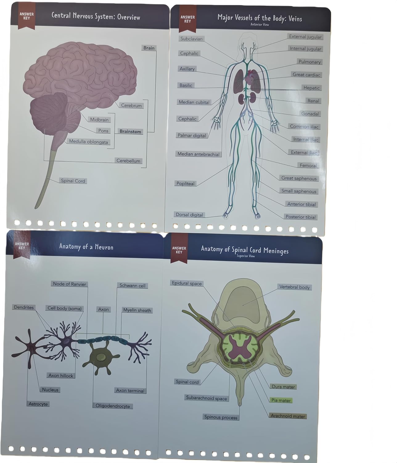 HHJTXWD 93+ Full-Color Dry-Erase Pages, Interactive Anatomy Illustrations, Creative Human Anatomy Busy Book, Full-Color Dry-Erase Pages, Creative Educational Busy Book for Learning Enthusiasts