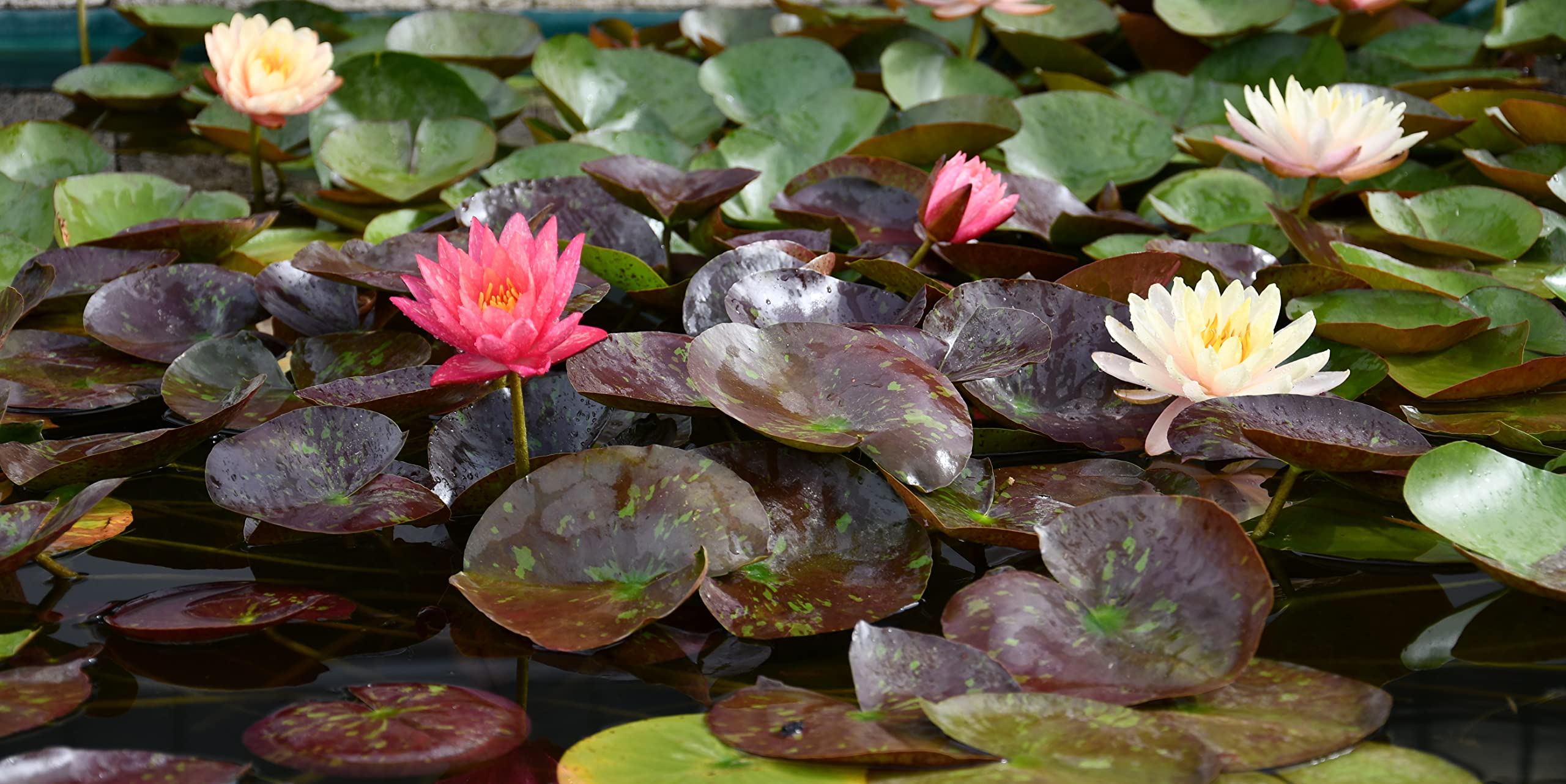 Pianta di Ninfea Rosa con vaso, da inserire in laghetti o stagni Fioritura da maggio ad ottobre