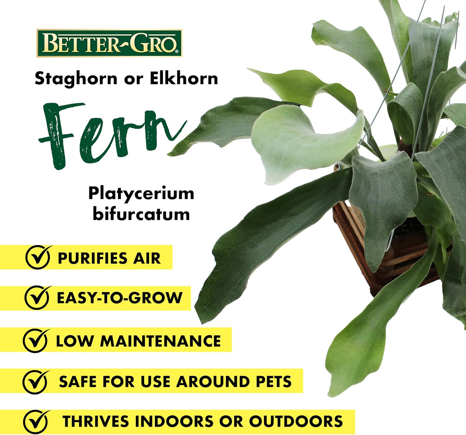 Better-GRO Staghorn Fern in 6" Wood Basket with 20" Wire Hanger