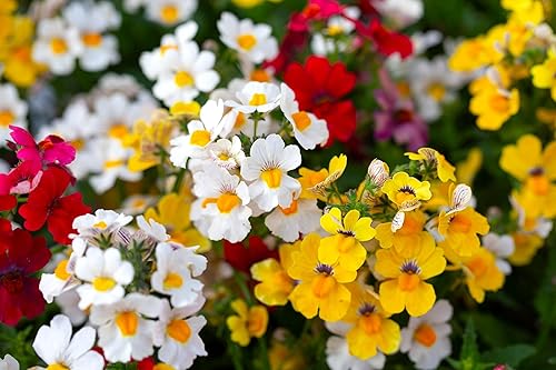 Seeds Nemesia Galaxy Seed Mix 450+ Semillas para plantar flores anuales