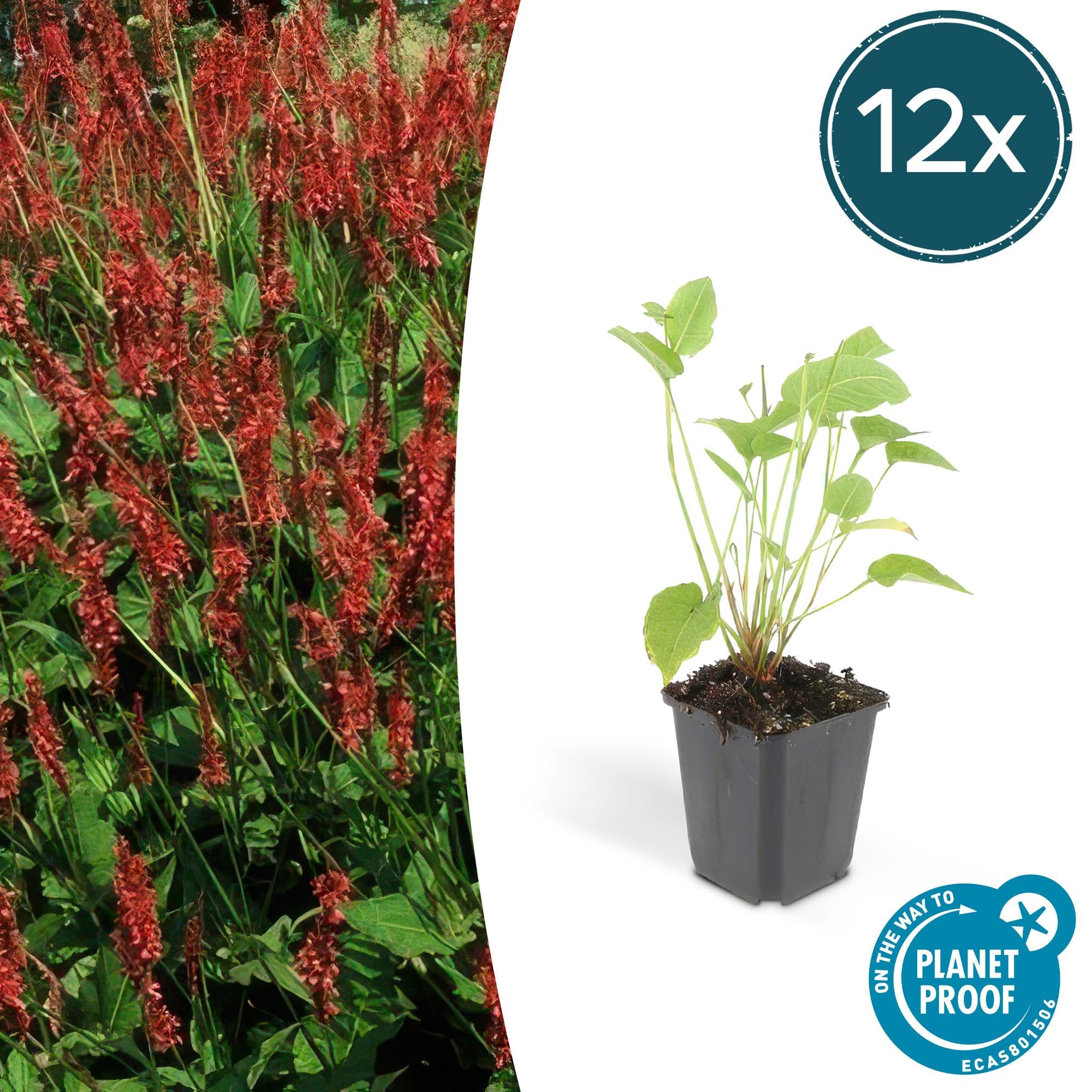 Persicaria Amplexicaulis para Jardín, Flores Rojas, Pack de 12, Maceta 9cm