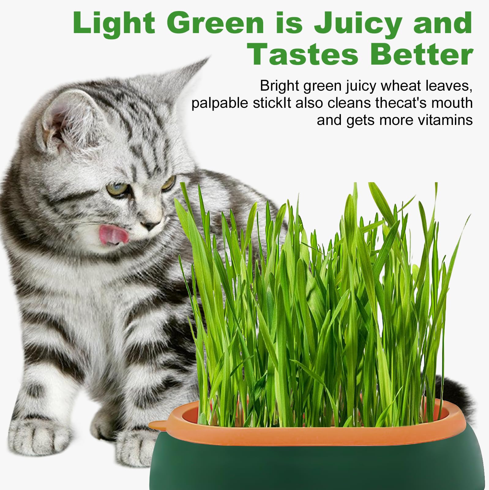 Katzengras Tablett Wachstumsset: Kunststoff Bequem Katze Gras Fall, 2 Stücke Hydroponik-Katzengraskasten mit 6 Tasche Seed, Katzengras-Keimschale Für Katzenhunde Haustiere