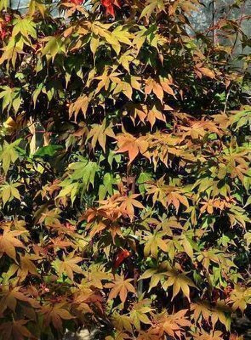 Acer palm. 'Osakazuki' - Erable Du Japon,Érable Palmé Osakazuki' 60-80 cm en pot