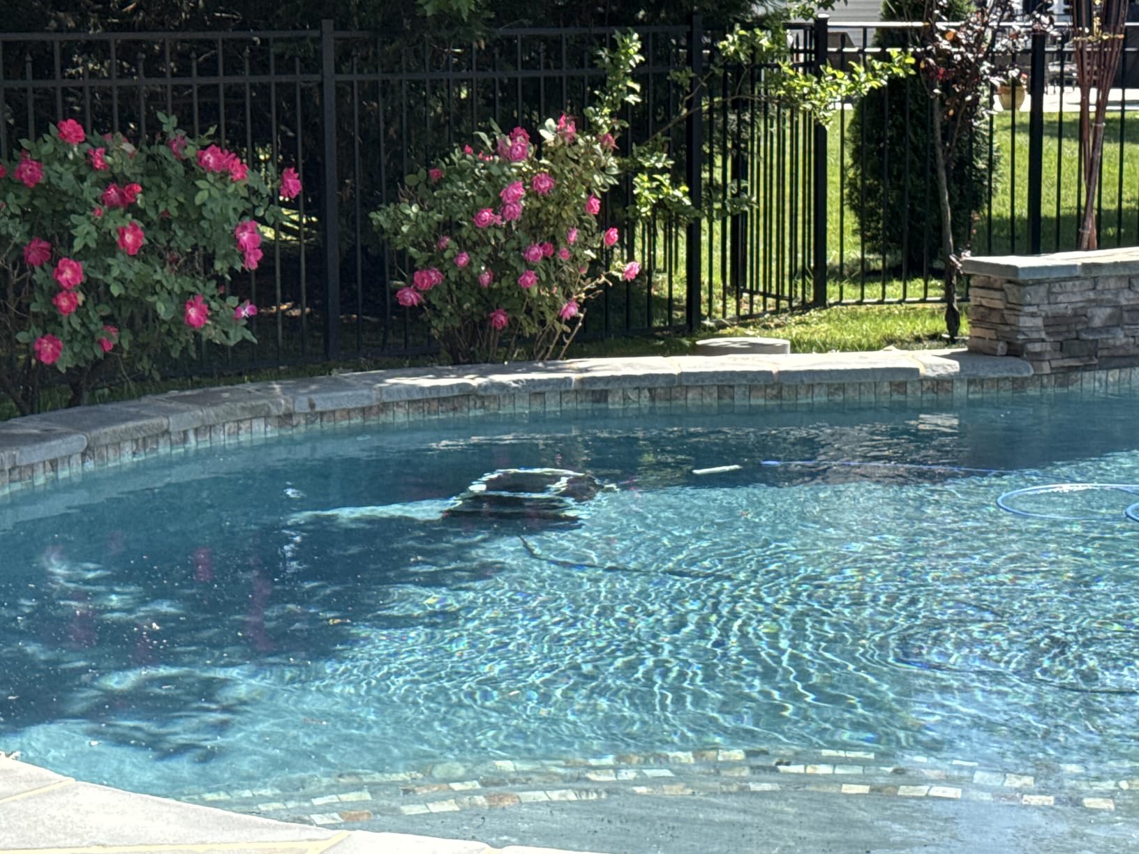Dolphin Nautilus CC Plus Wi-Fi Automatic Robotic Pool Vacuum Cleaner, Always Cleaning, Never Charging, with Wall Climbing Scrubber Brush, Ideal for In-Ground Pools up to 50 FT in Length photo review