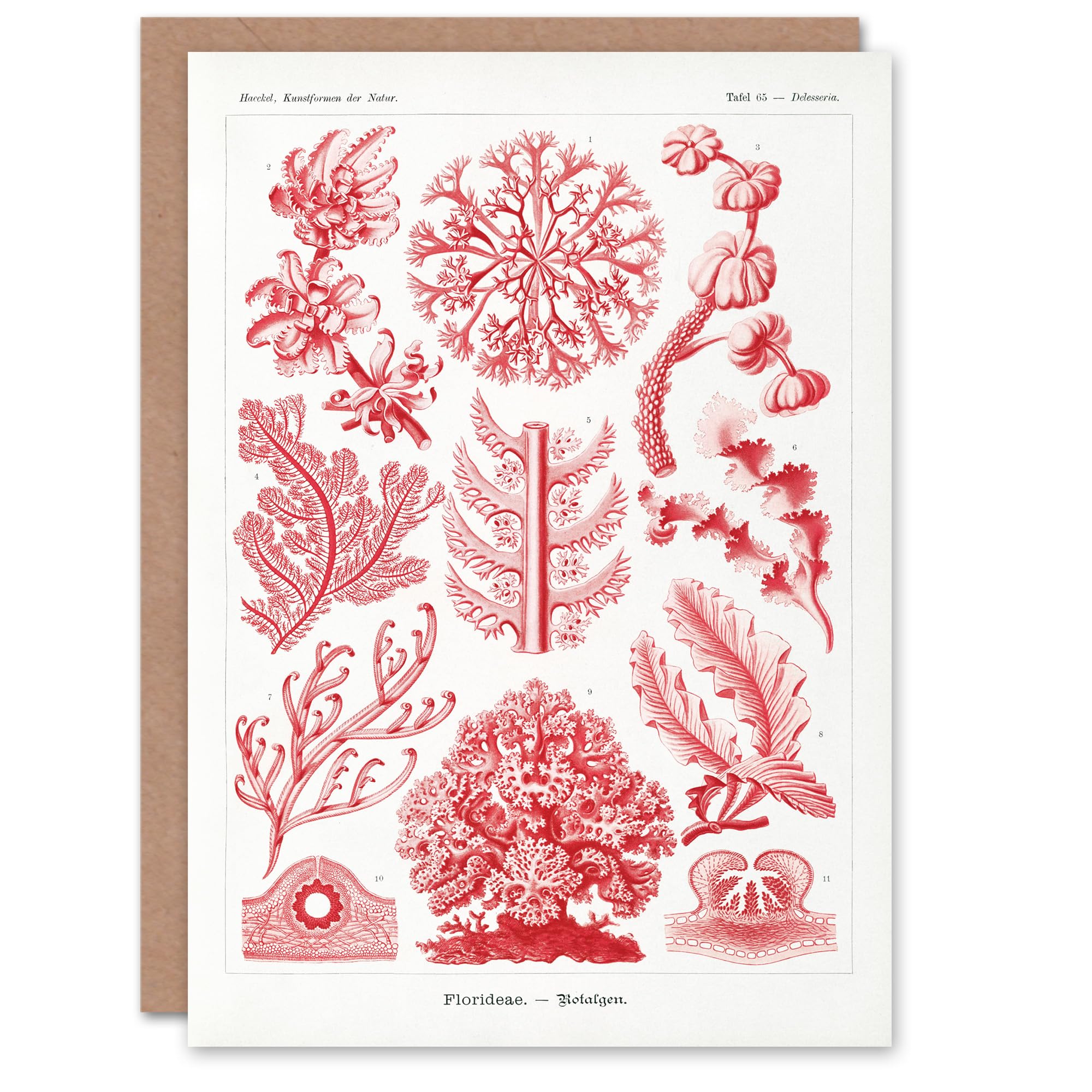 Artery8 Ernst Haeckel Art Card Florideophyceae Red Algae