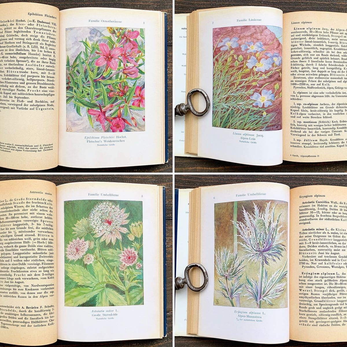 Amazon.co.jp: ドイツの古い植物図鑑(ALPENPFLANZEN 2 1951年