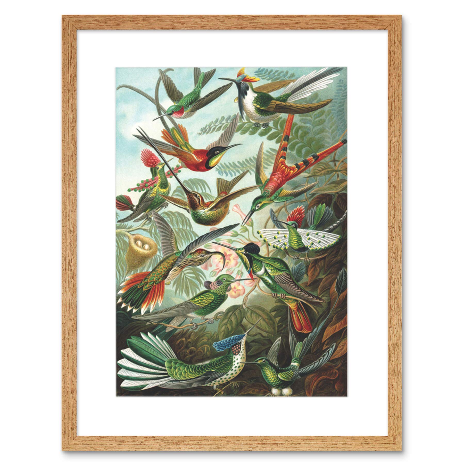 Wee Blue Coo Nature Biology Bird Humming Ernst Haeckel Germany Vintage Art Framed Wall Art Print