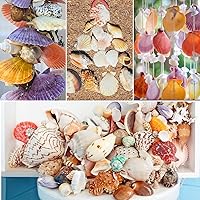 Vista 7 de Fangoo Conchas Marinas Mixtas de 1.5 LB, Más de 130 Piezas de Conchas Marinas de Playa Estrellas de Mar Conchas de Ostra de Varios Tamaños Conchas