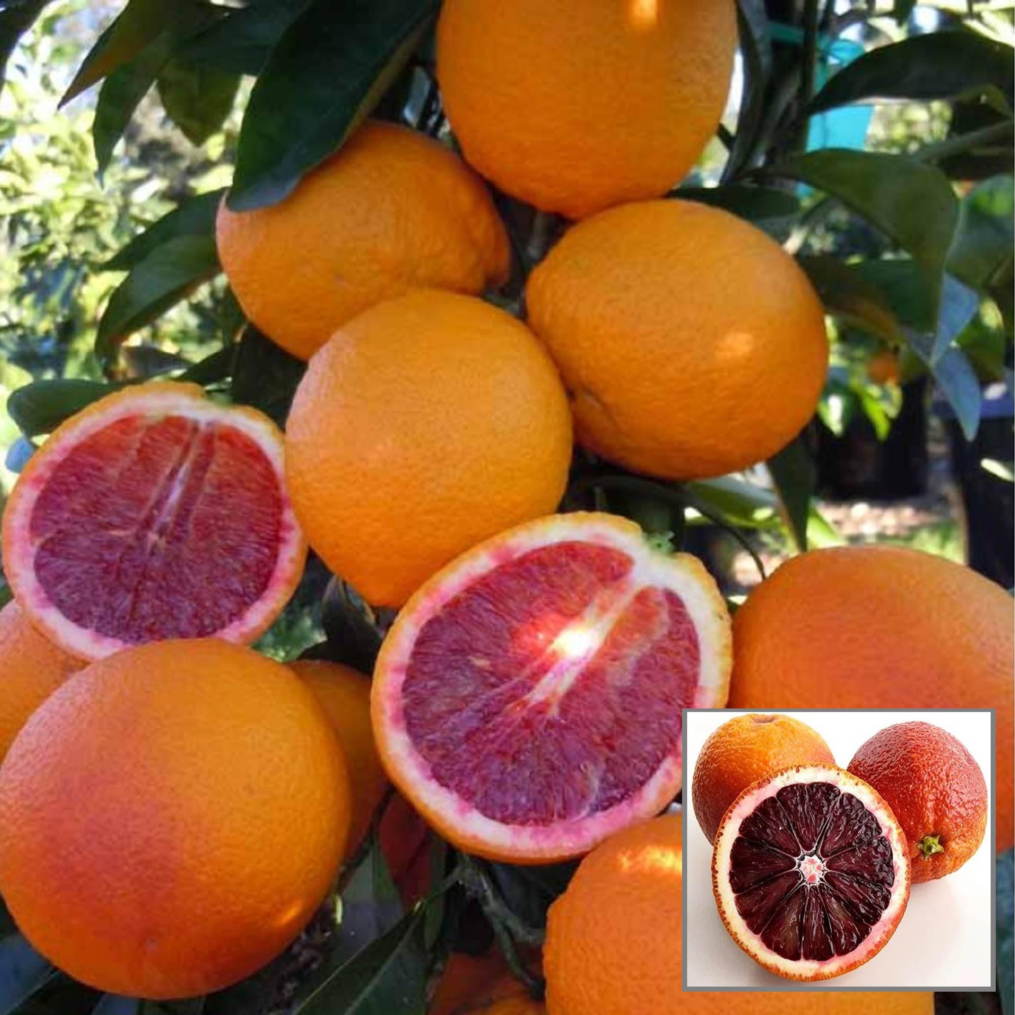 HAPING Moro Blood Orange Santra Grafted Fruit Live Plant (1.5-2 Feet Height) (B0CV9JNY33) Amazon Price History, Amazon Price Tracker