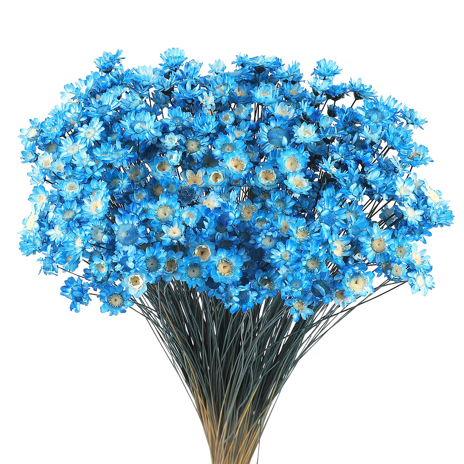 Larber 300PCS Dried Flowers Brazilian Small Daisy Decorative Dried Flowers Sapphire Blue Mini Daisy Mini Dried Baby's Breath Chamomile Bouquet for Holiday Party Decoration Diy Home Wedding Arrangement