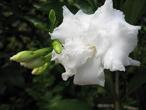 Miniatura 3 de Florida Gardenia Crepe Crape Jasmine Planta Semitropical Viva, Tabernaemontana Divaricata Flore Pleno, maceta de 4 pulgadas Esmeralda TM