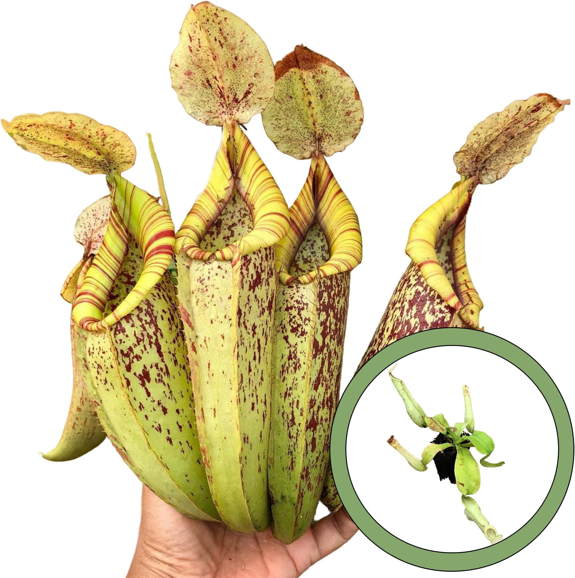 GenericNepenthes Dyeriana Starter Plant, Natural
