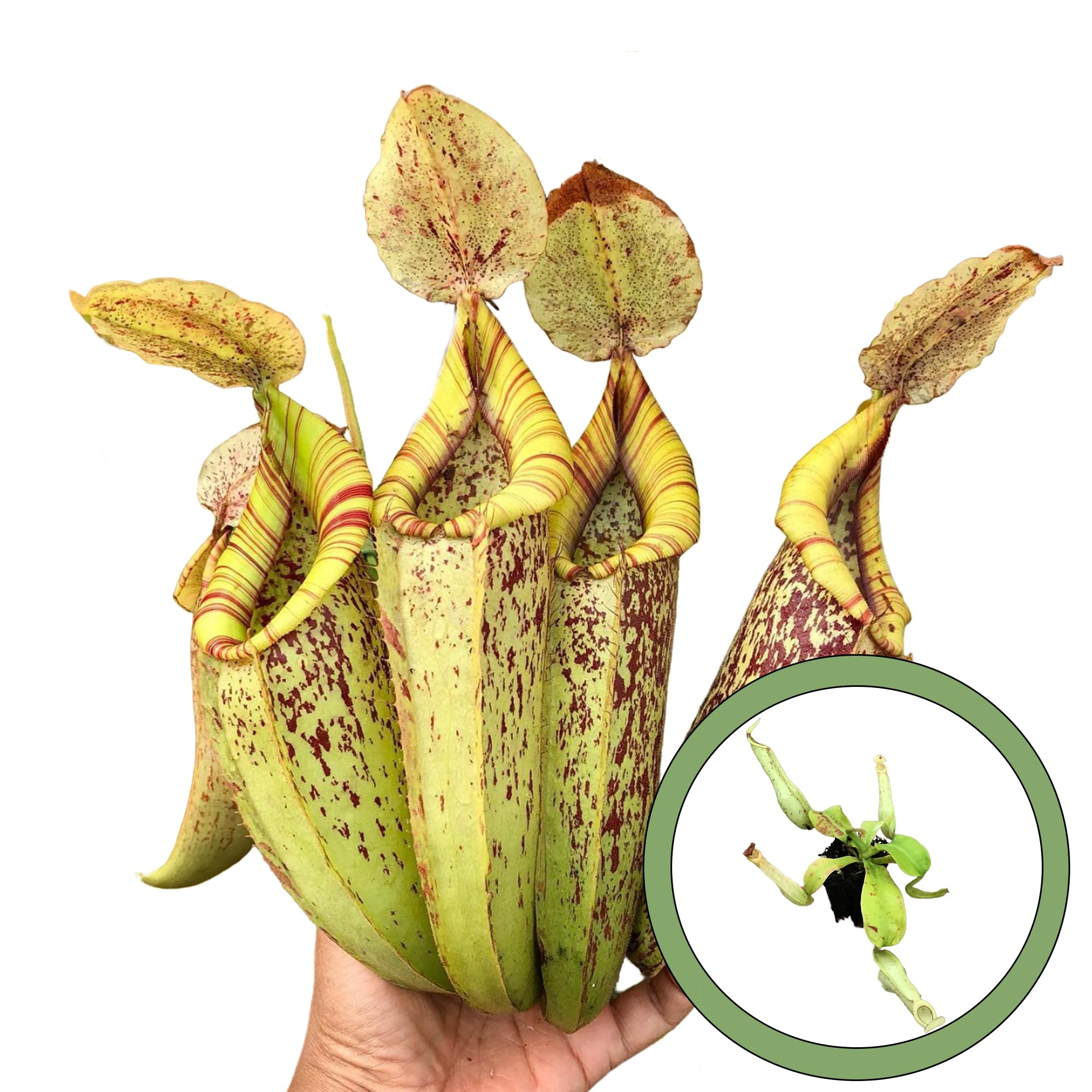 GenericNepenthes Dyeriana Starter Plant, Natural