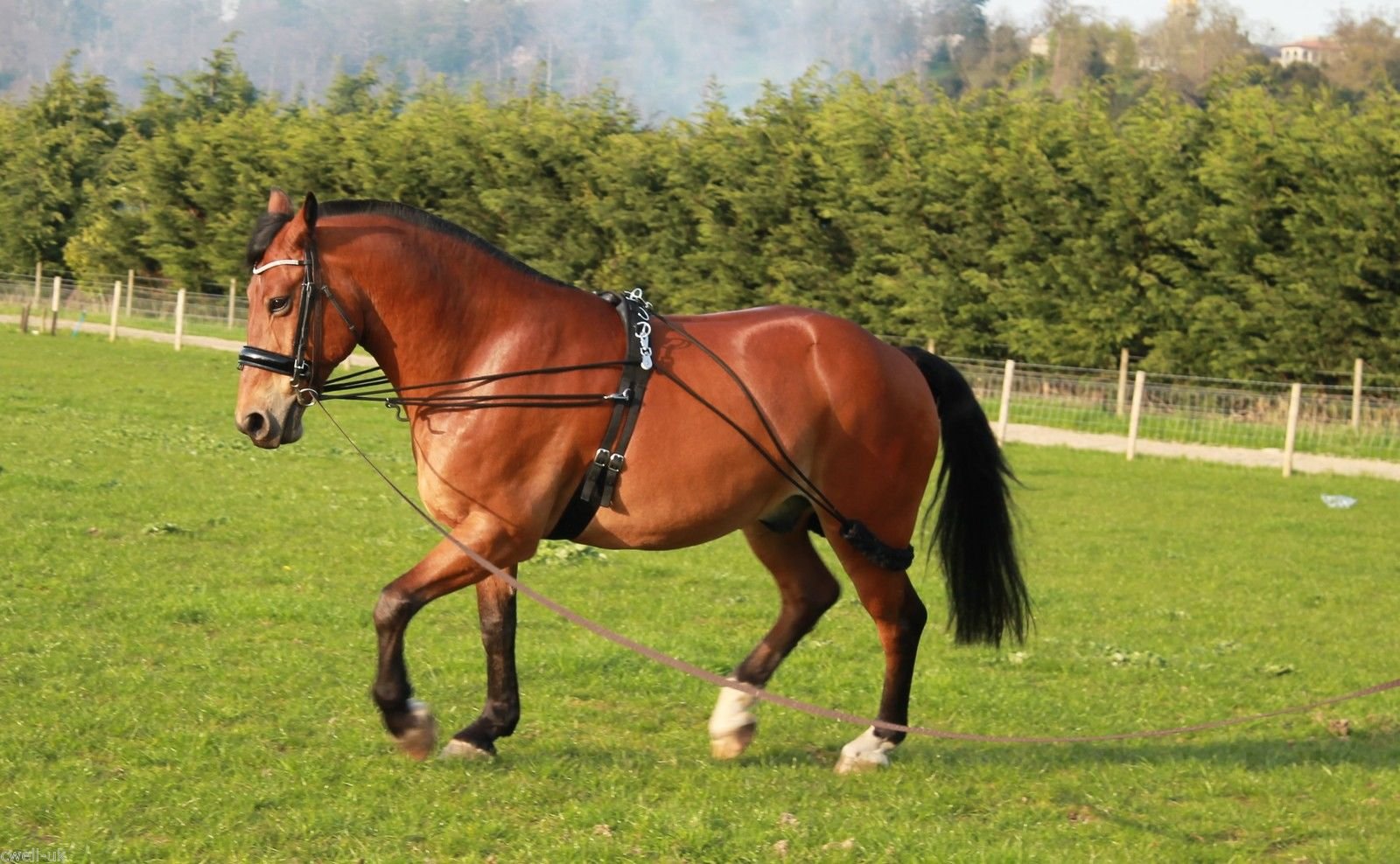 Cwell Equine - Ausilio Per Addestramento Cavalli A Pulegge, Taglia Unica, Blu Navy - Sistema Per Lavoro Alla Corda