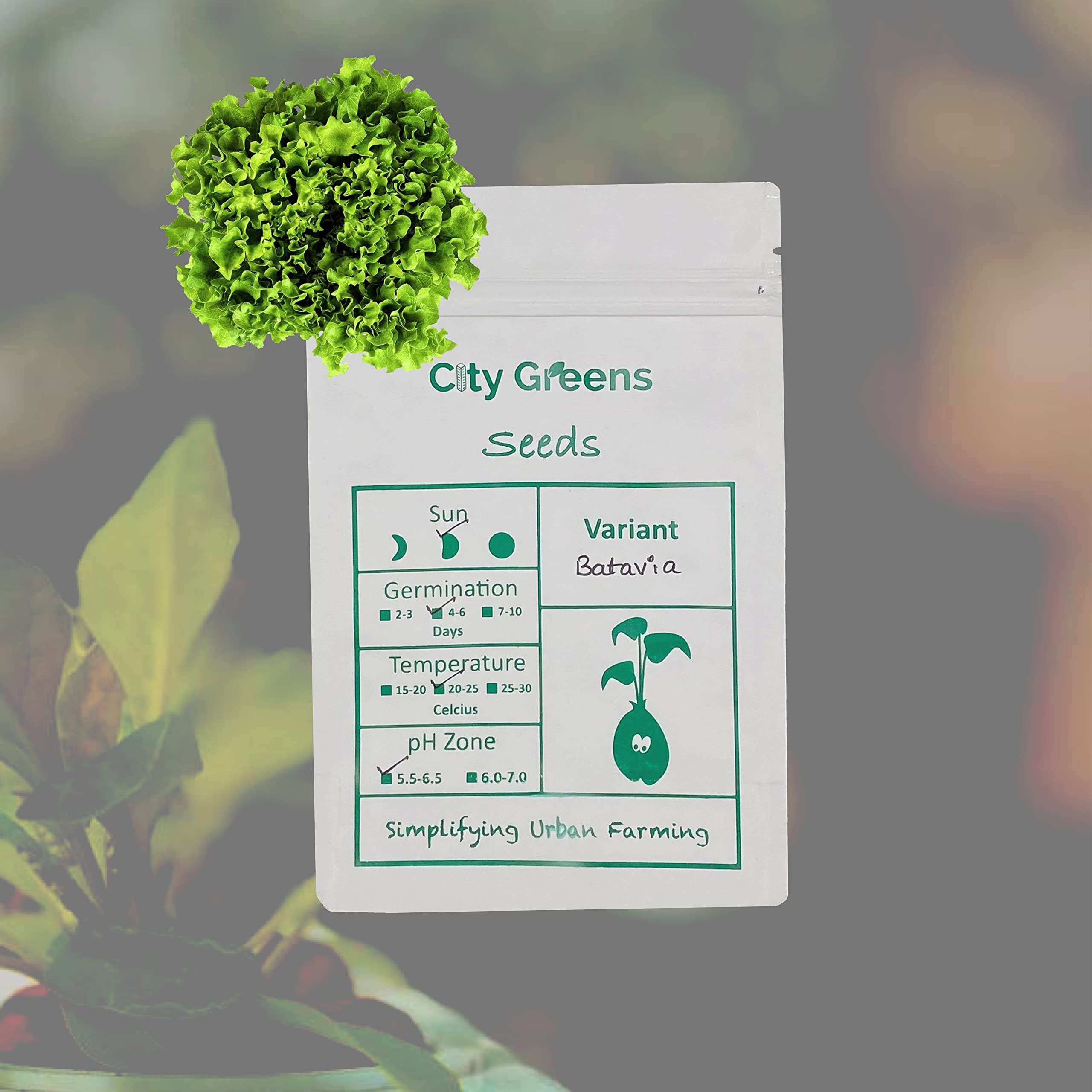 City Greens Batavia Lettuce Seeds (Imported) For Home Garden, Hydroponic Lettuce Seeds - Total 50 Seeds. (B08LZG21H2) Amazon Price History, Amazon Price Tracker
