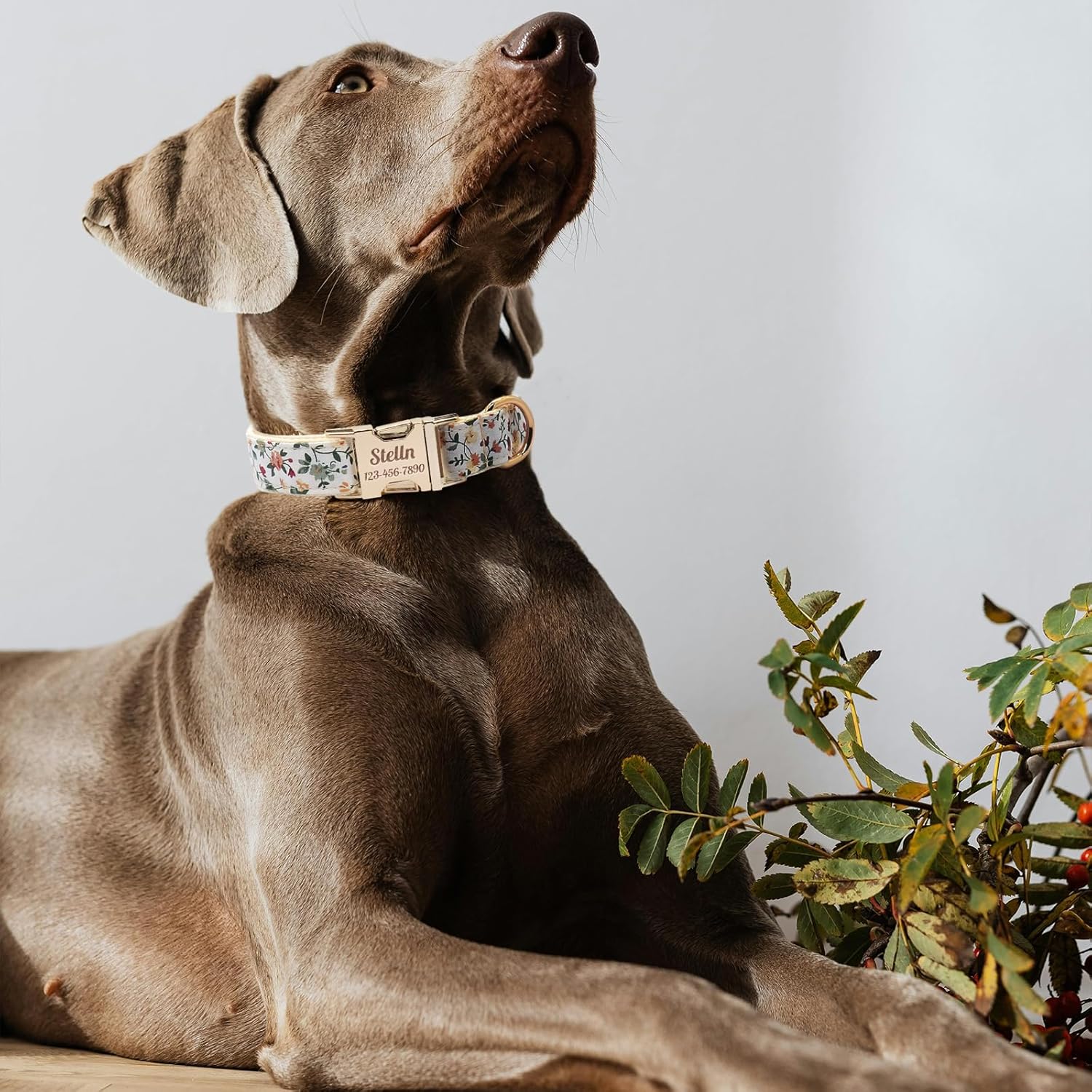 Personalized Plaid Pattern Collar for Dogs - Adjustable Personalized Polyester Dog Collar with Engraved Custom Name and Numbers (Pattern 02, L (13-20 Inches))