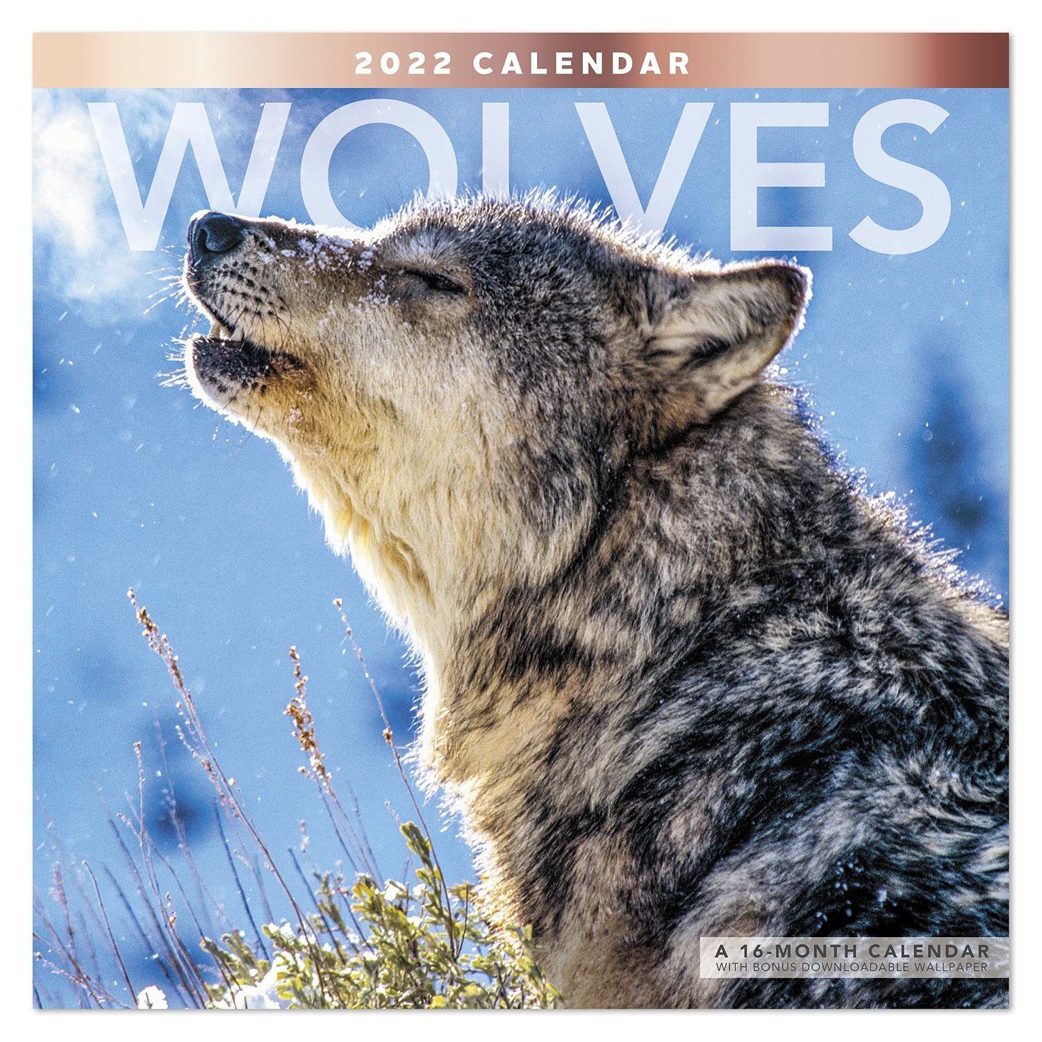 2022 Wolves Wall Calendar, 12" x 12", Monthly (LME16810)