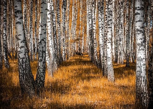 Miniatura 10 de LB 5x3ft otoño blanco abedul bosque fotografía telón de fondo otoño árbol hierba paisaje fotografía fondo decoraciones naturales foto stand apoyos