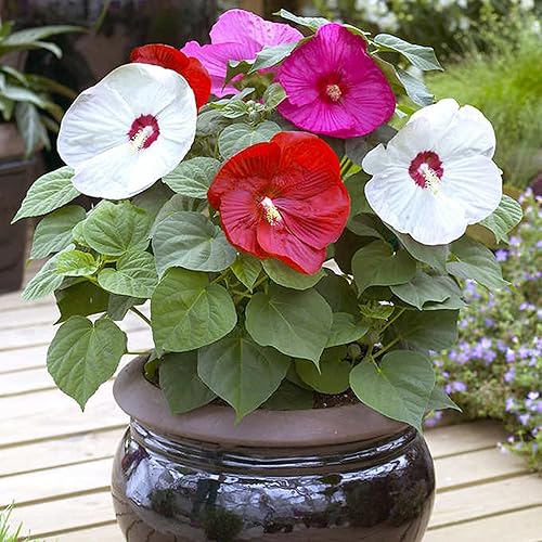 Miniatura 1 de CHUXAY GARDEN Mezcla Luna Hibiscus-Moscheutos Resistente Rojo Rosa Blanco Dulce Cena Planta Hibiscus 25 Semillas Flor Perenne Heirloom Al Por Mayor