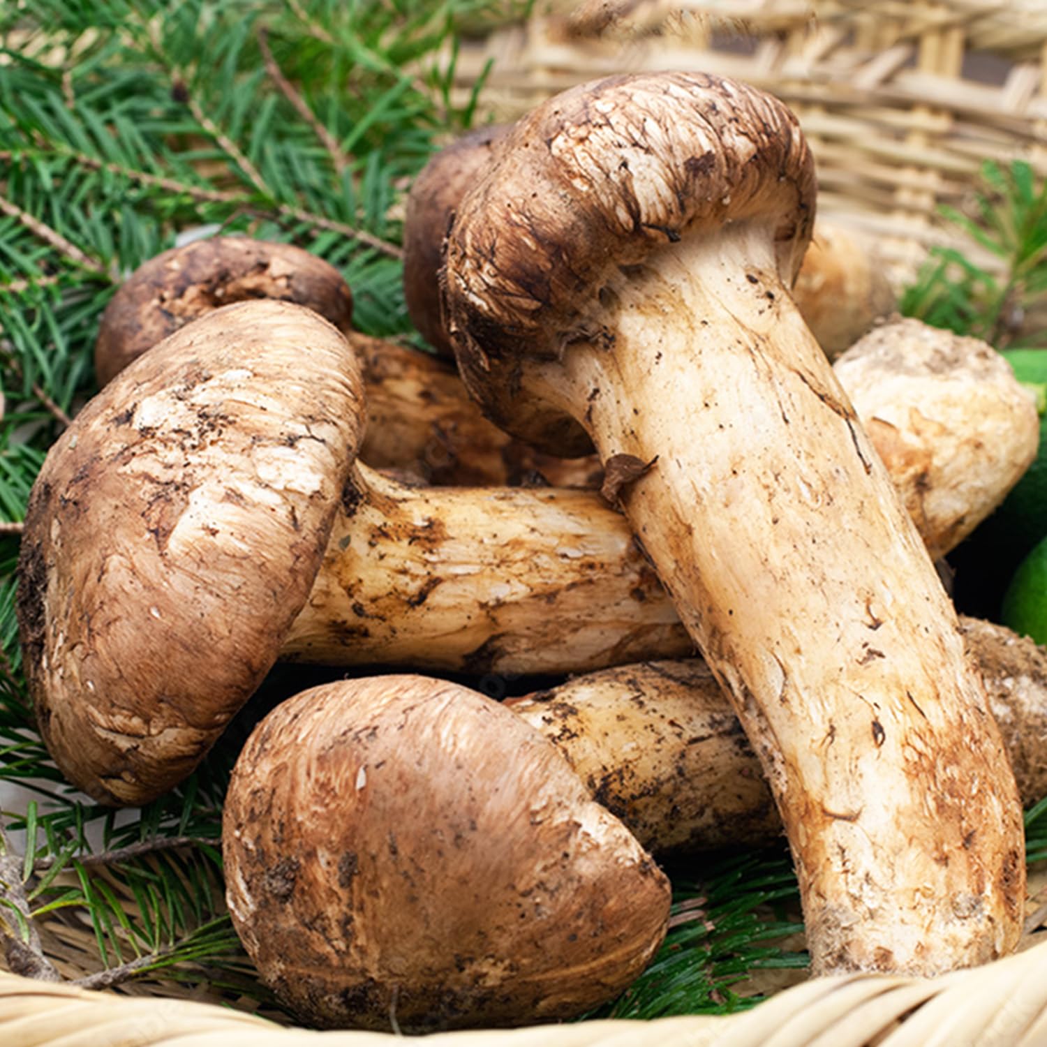 Amazon | 生松茸 つぼみ 約1kg ＜中M〜SLサイズ 28〜38本 7cm前後  