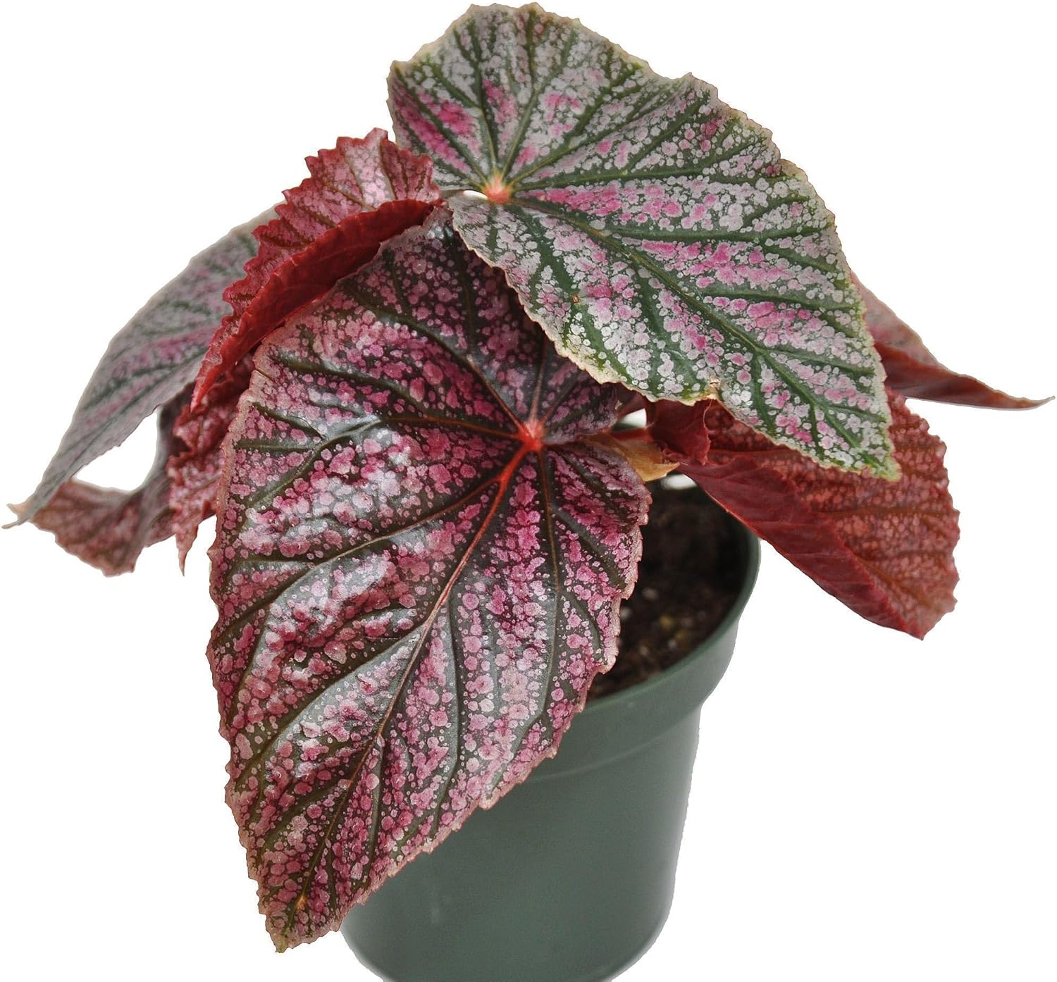 Begonia coccinea 'Pink Mink', Begonia Pink Mink, Angelwing Begonia, houseplant, Colorful Foliage and Bright Flowers, Container Size: 3.5"