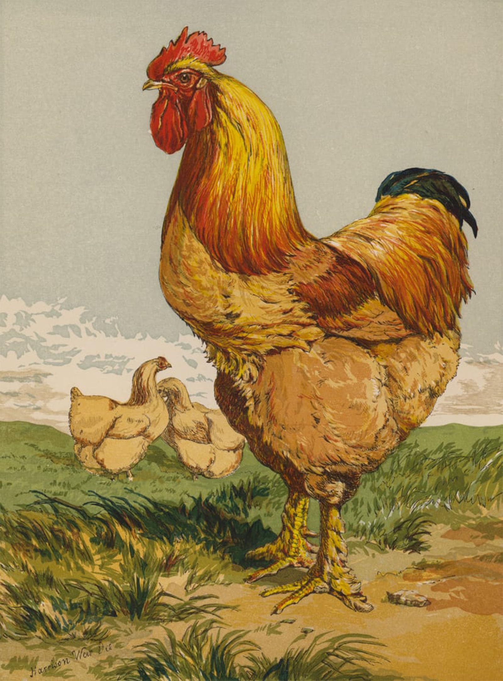 ARTXLXXBN Famous Art Print Poster Vintage Wall Art Buff Cochin Cock by Harrison William Weir Canvas Art Poster for Home Decor 60x90cm