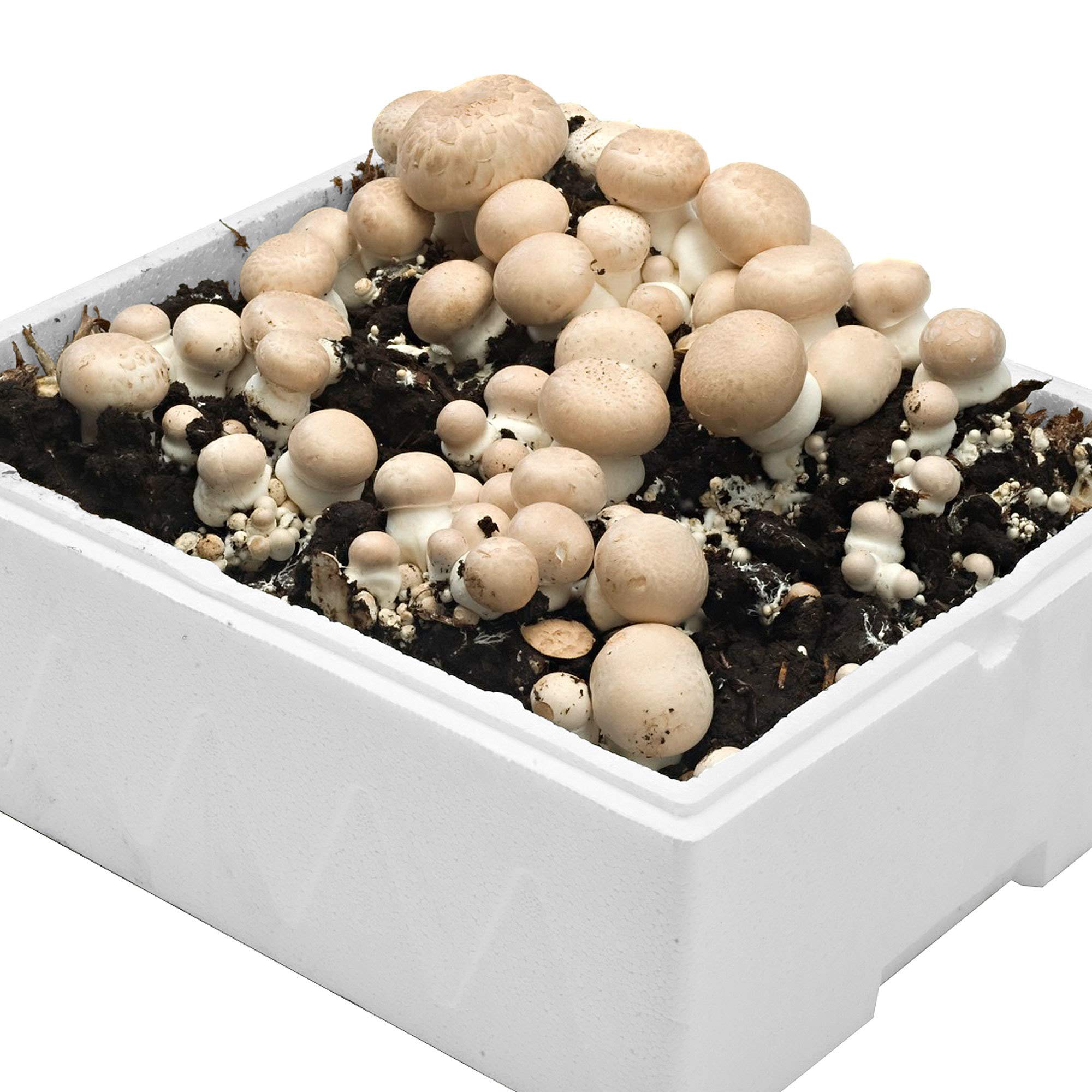 Champignon-Zuchtset Agaricus Bisporus weiß - Bio