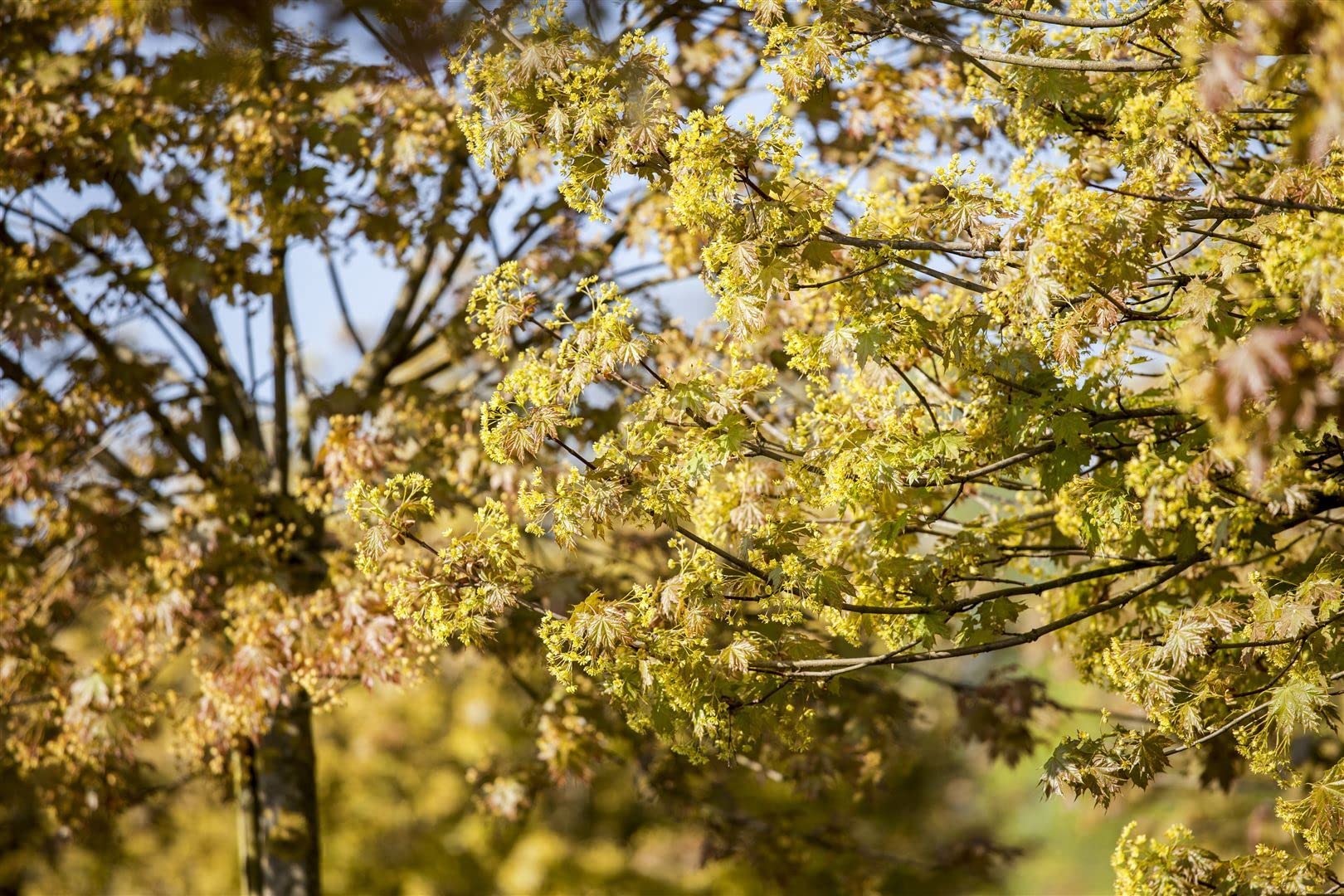 Kugelahorn Acer platanoides Globosum 125 cm Solitärbaum winterhart