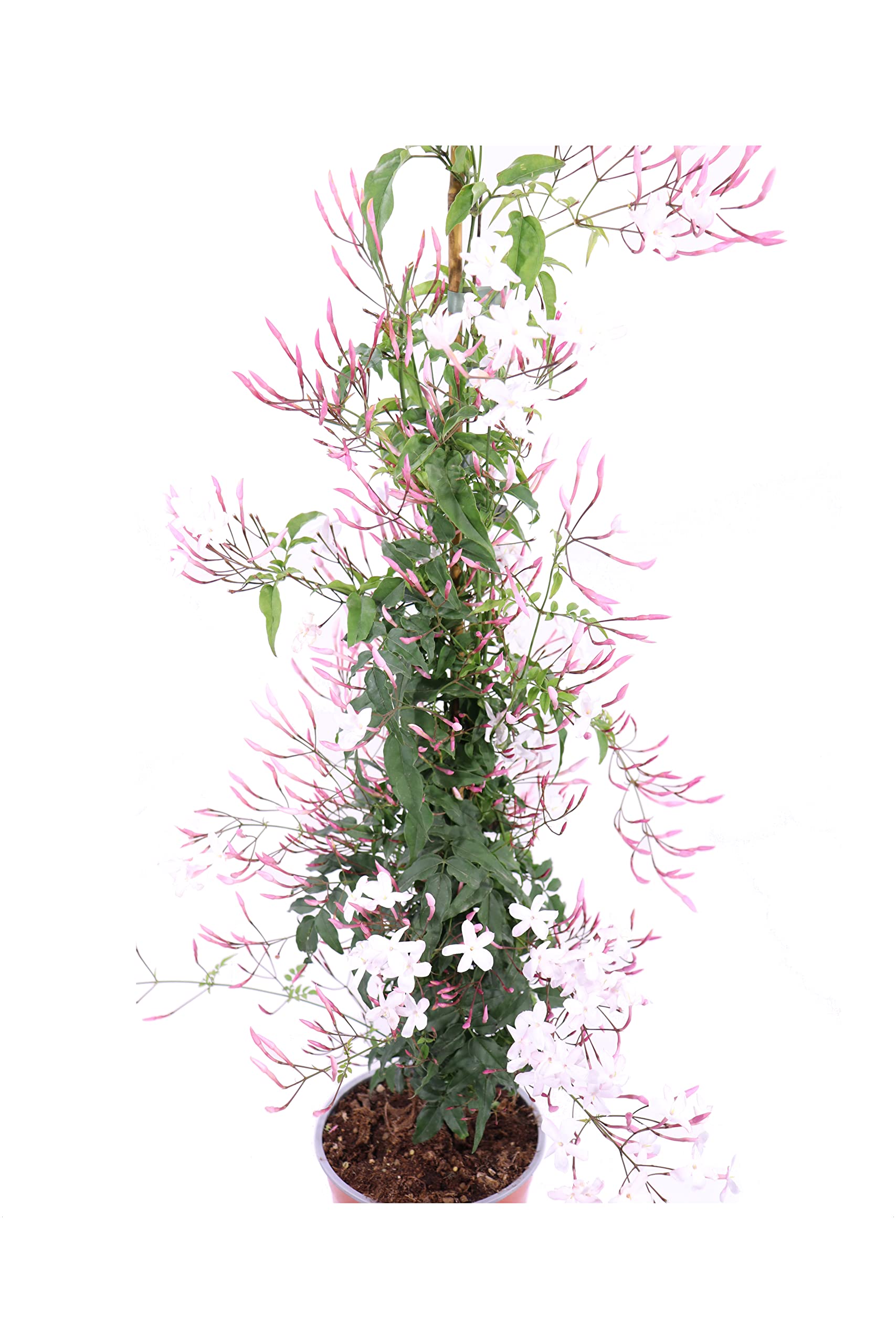 Pianta vera di Jasminum Polyanthum o Gelsomino Marzolino pianta rampicante ornamentale da esterno Gelsomino fiore bianco venduto da eGarden.store (Vaso 16 cm)