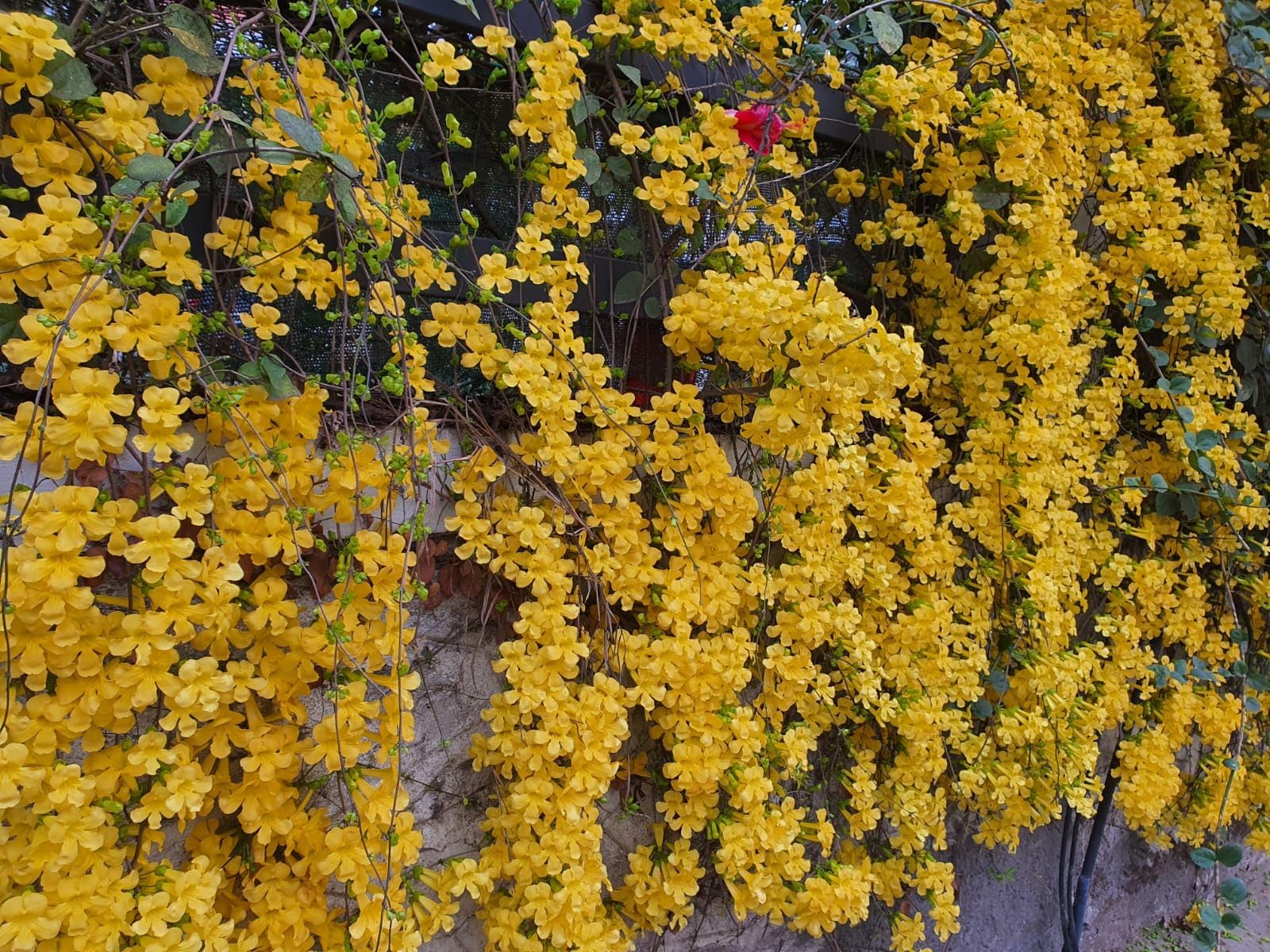 Cat's Claw Creeper Live Plant for Wall Cover | Fast Growing Yellow Flowering Vine | Outdoor Climber for Urban Balcony, Terrace & Garden | Dolichandra unguis-cati