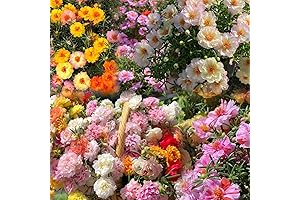 Enchanting Double Flower Rose Moss Seeds: A Perennial Bloom of Vibrant Hues