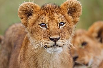 BBC earth アニマル・ベビー ~野生の成長物語~ [Blu-ray] Amazon.co.jp: BBC earth アニマル・ベビー ~野生の成長物語