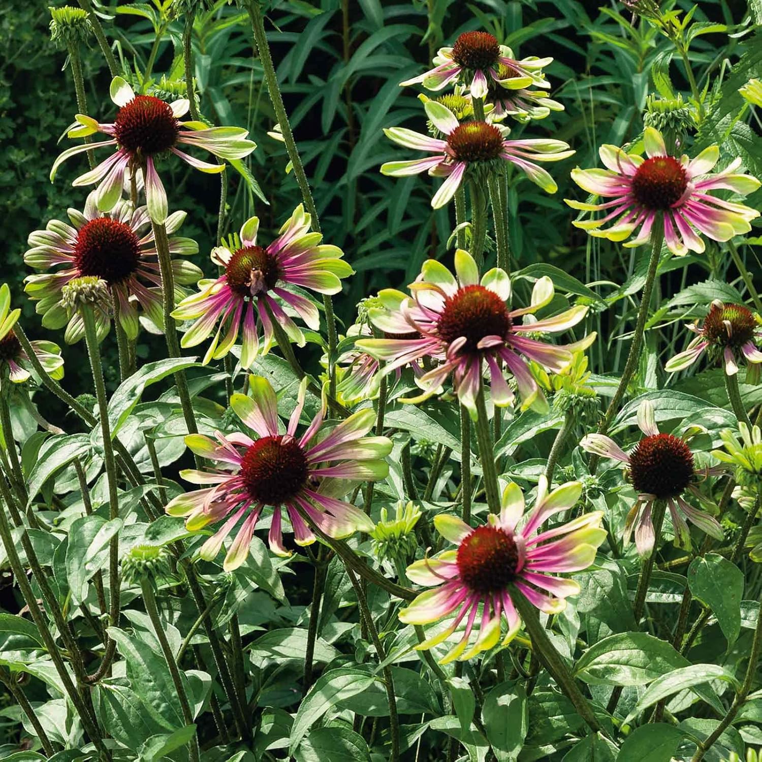 Eden Brothers Echinacea Roots - Green Twister
