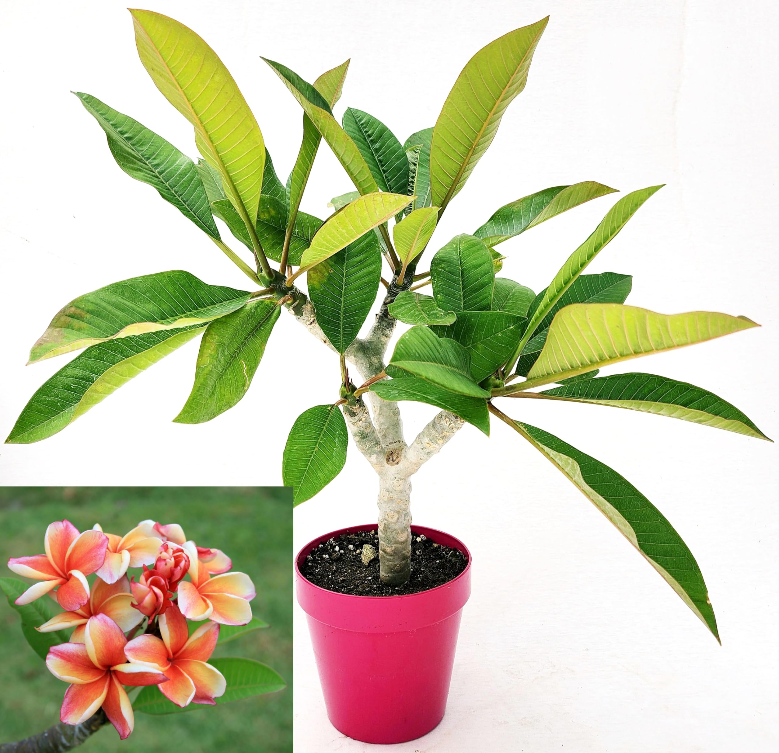 POWERS TO FLOWERS - PLUMERIA FRANGIPANI RAMIFICATA ARANCIONE, altezza 45cm, vaso 16 cm diametro, pianta vera