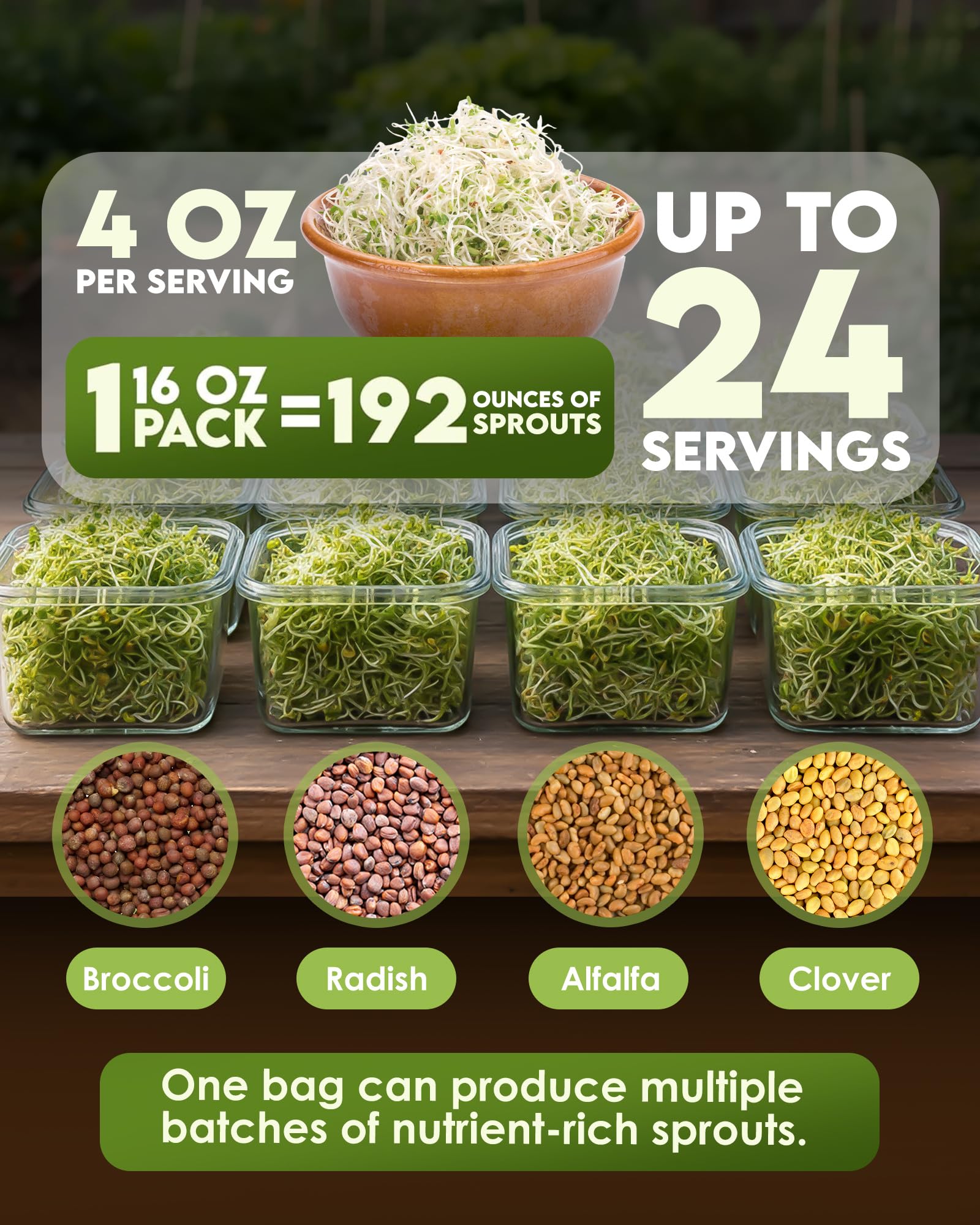 Grow Your Own Microgreens - Broccoli, Alfalfa Mix -3