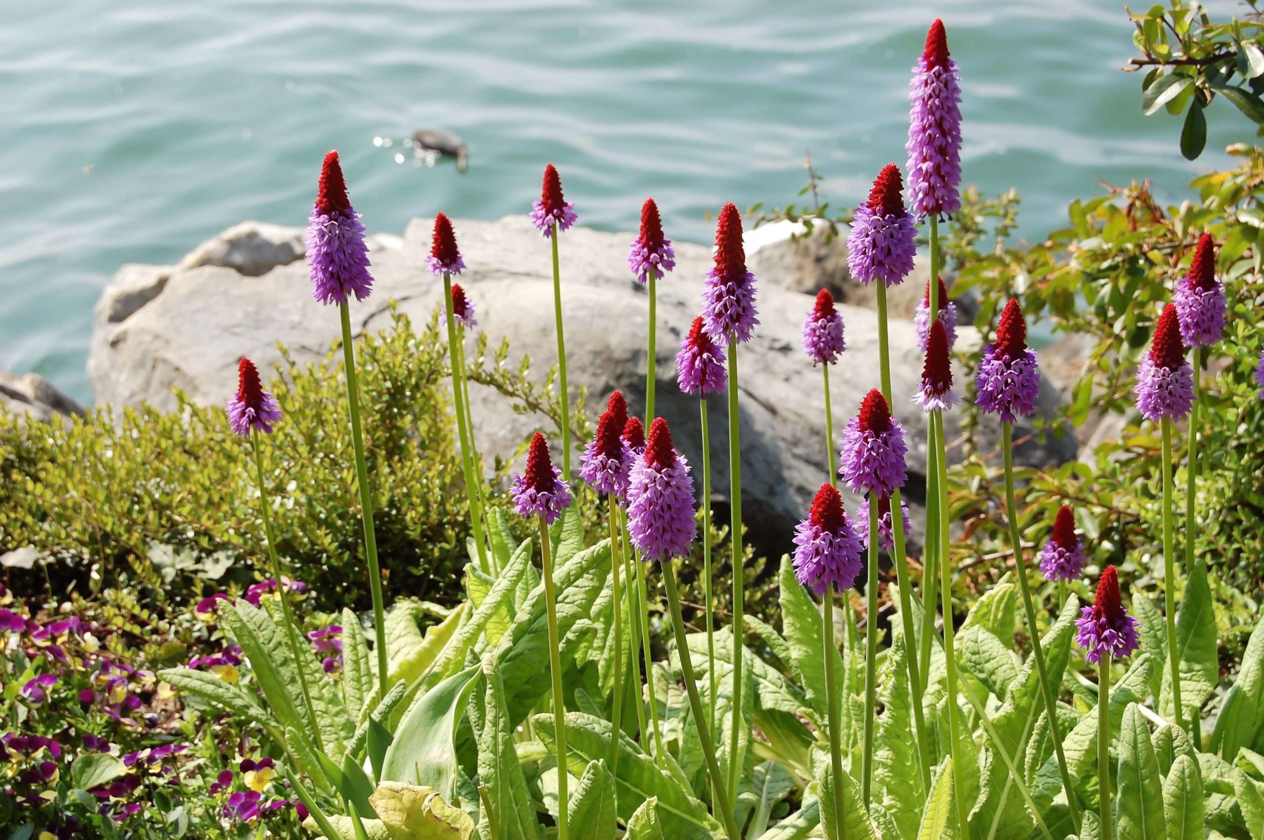 Lincolnshire Pond Plants Ltd - Primula vialii - Bog Pond Plants - BP101-1 / 9cm