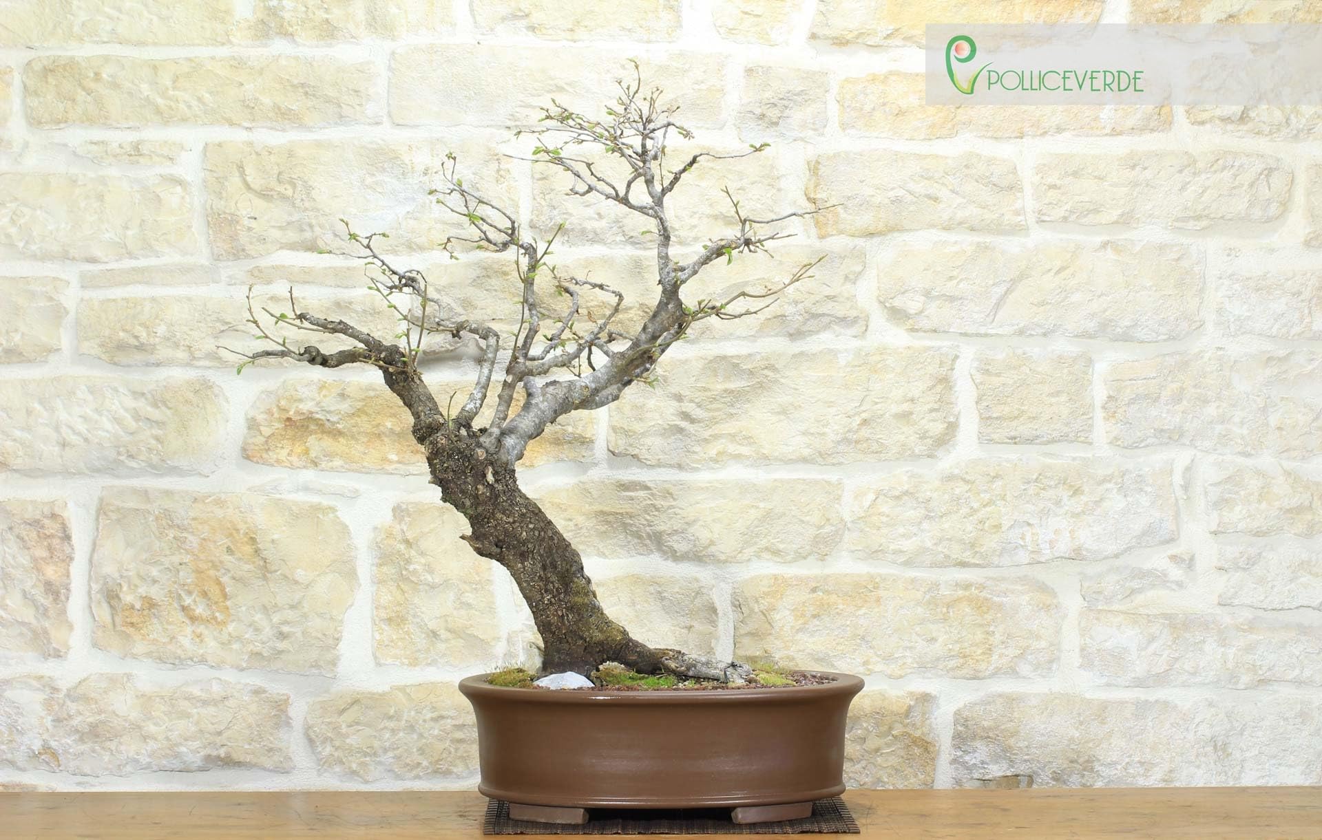 Bonsai di Carpino Nero (2)