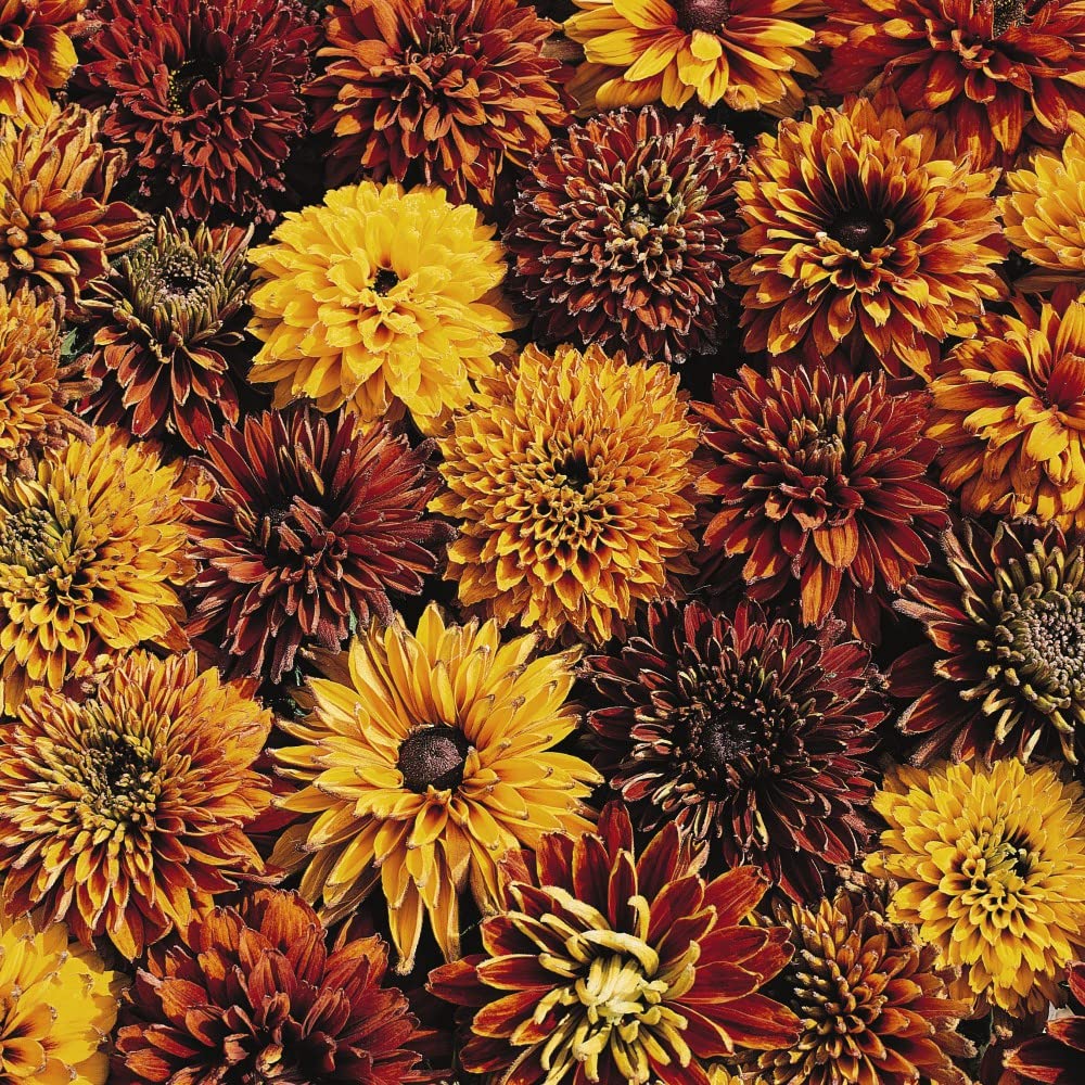 Rudbeckia x hirta hybrida 'Cherokee Sunset'® Coneflower Black-Eyed Susan Half-Hardy Annual Easy to Grow Your Own Outdoor Cottage Garden Flower Plants (Approx. 40 Seeds) by Thompson and Morgan