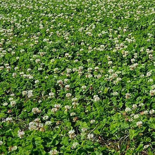 Trébol dulce orgánico de flor amarilla  1 onza  15,625 semillas  Orgánico, sin OMG, polinizado abierto  Bienal  Cultivo de cobertura del suelo de