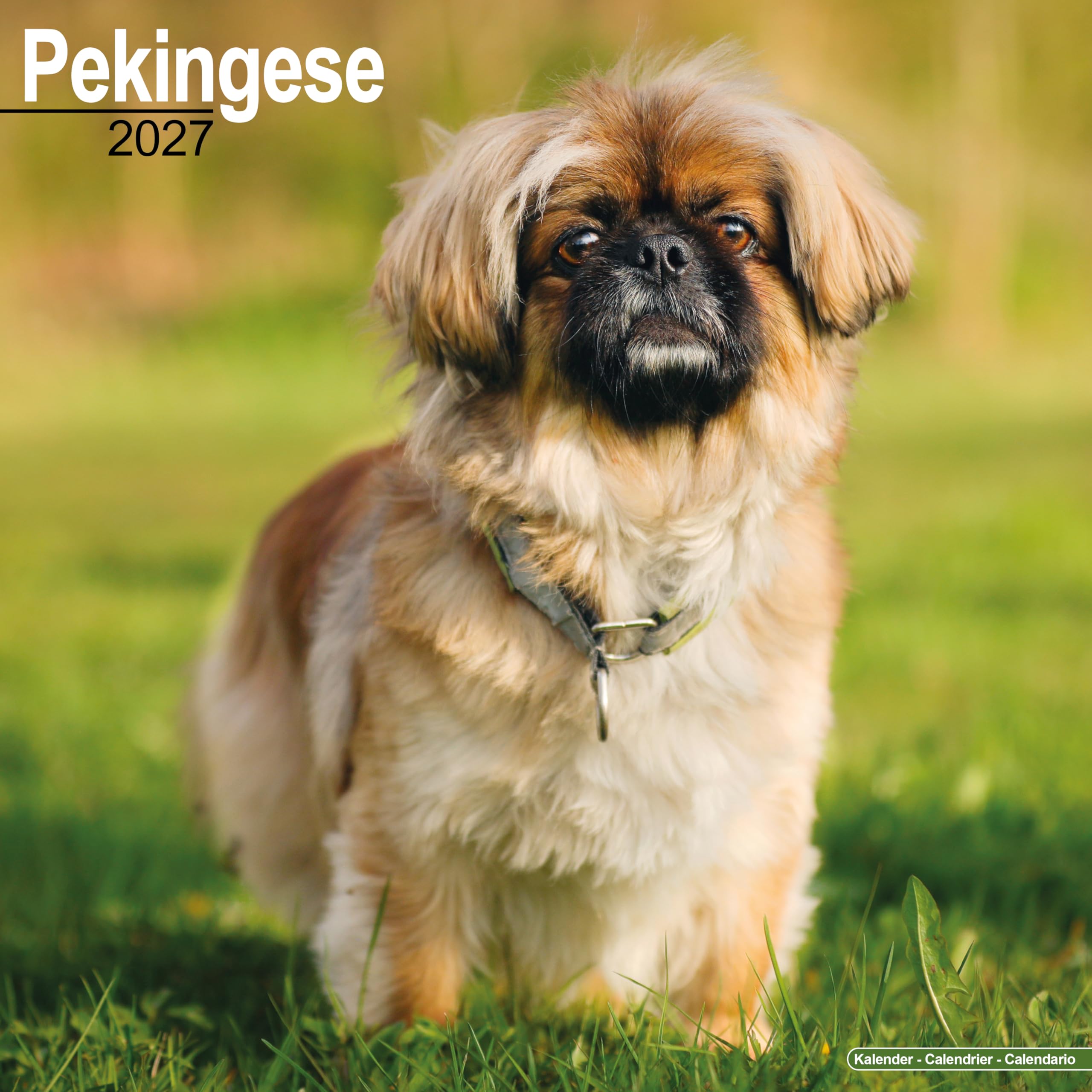 Pekingese 2027 Calendar | Square Wall Calendar | Dog Breed Gift | Plastic Free Packaging | by Avonside Publishing
