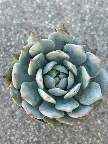Echeveria Prism of Nature - Planta suculenta viva de 2 pulgadas con tierra de maceta totalmente arraigada de 2 pulgadas para el hogar y la oficina o